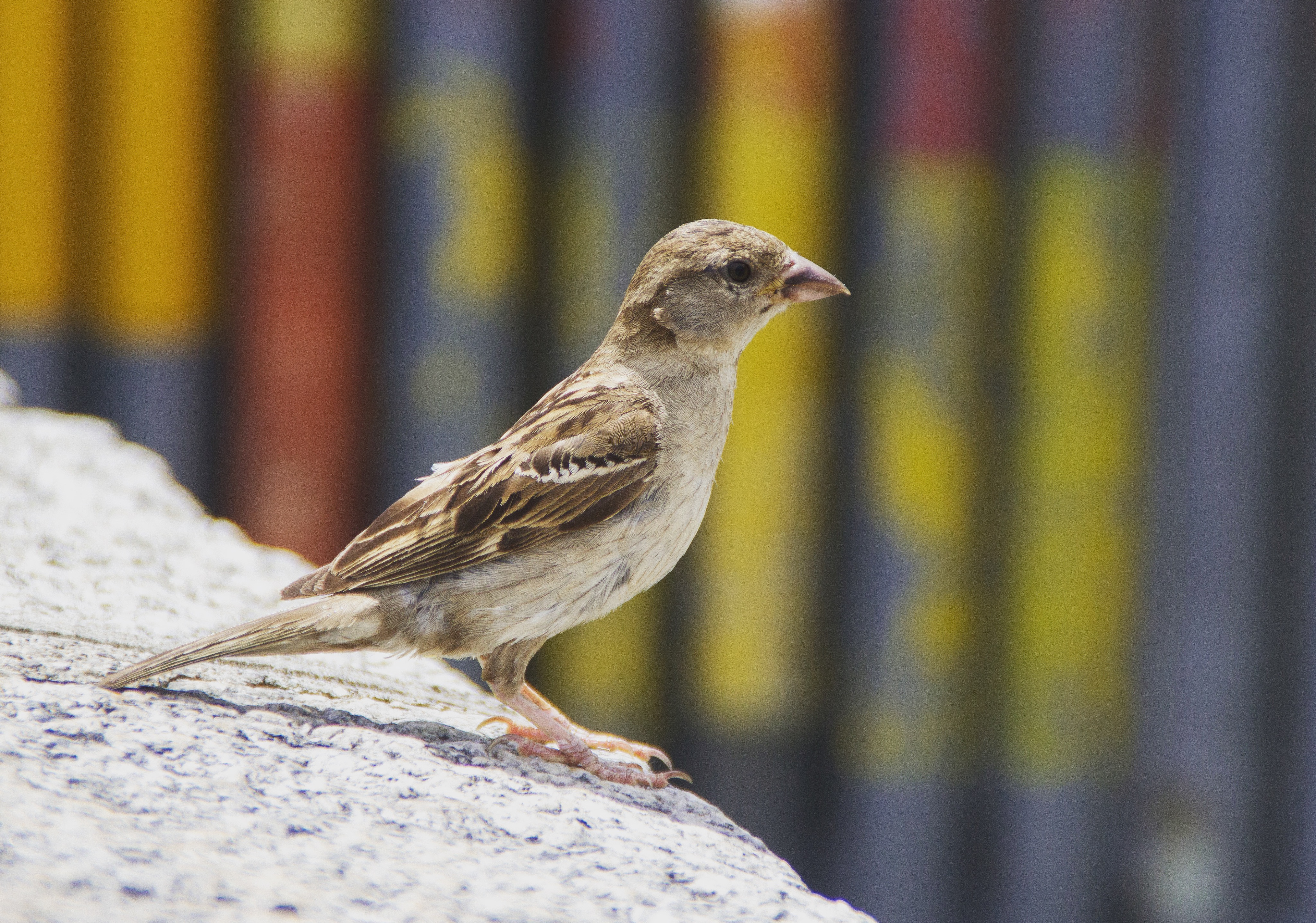 Sparrow - Geneva - Switzerland
