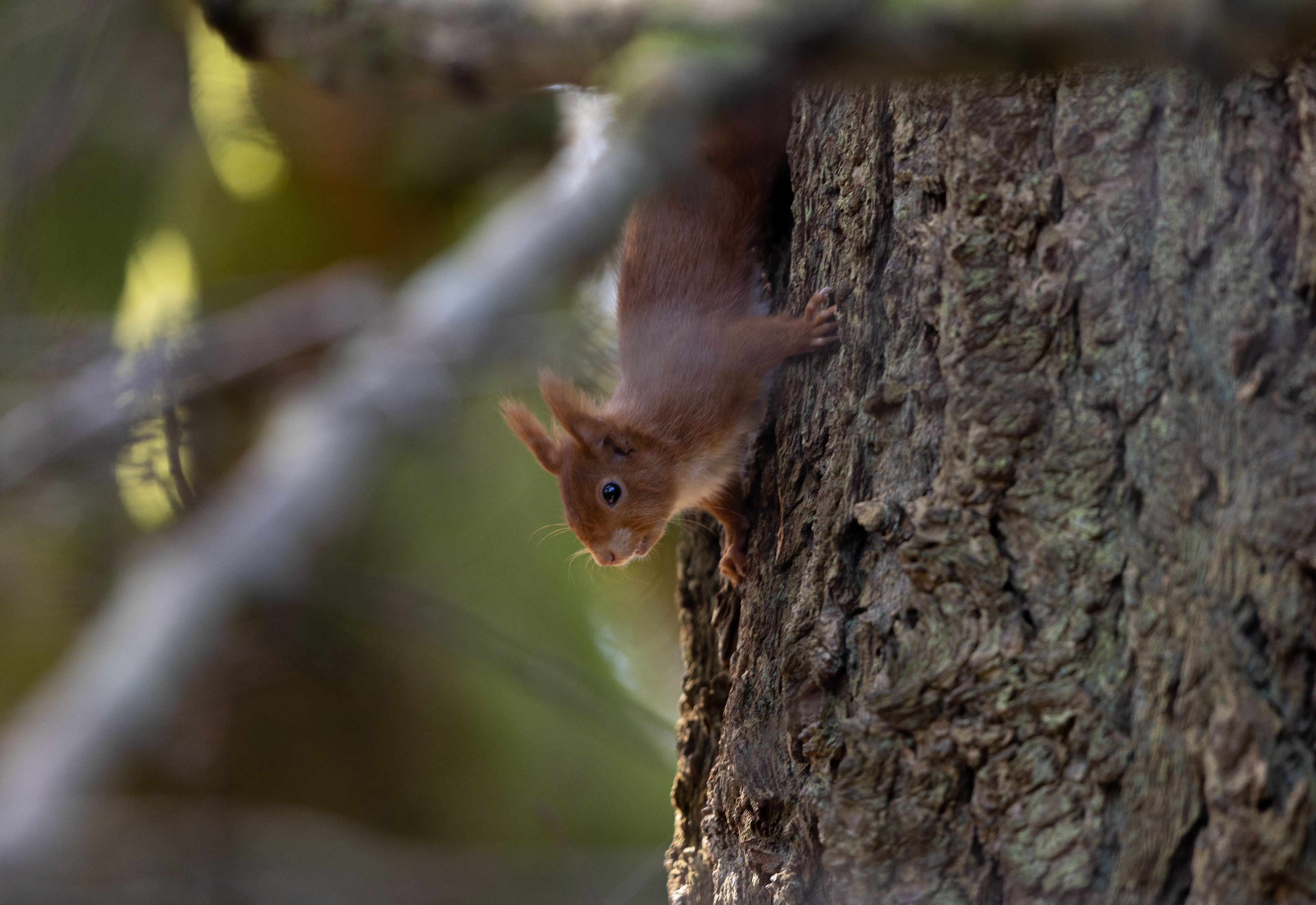Red Squirrel - Argyll - Scotland