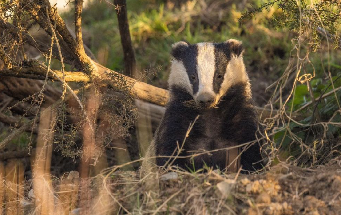 Badger - Cornwall - UK