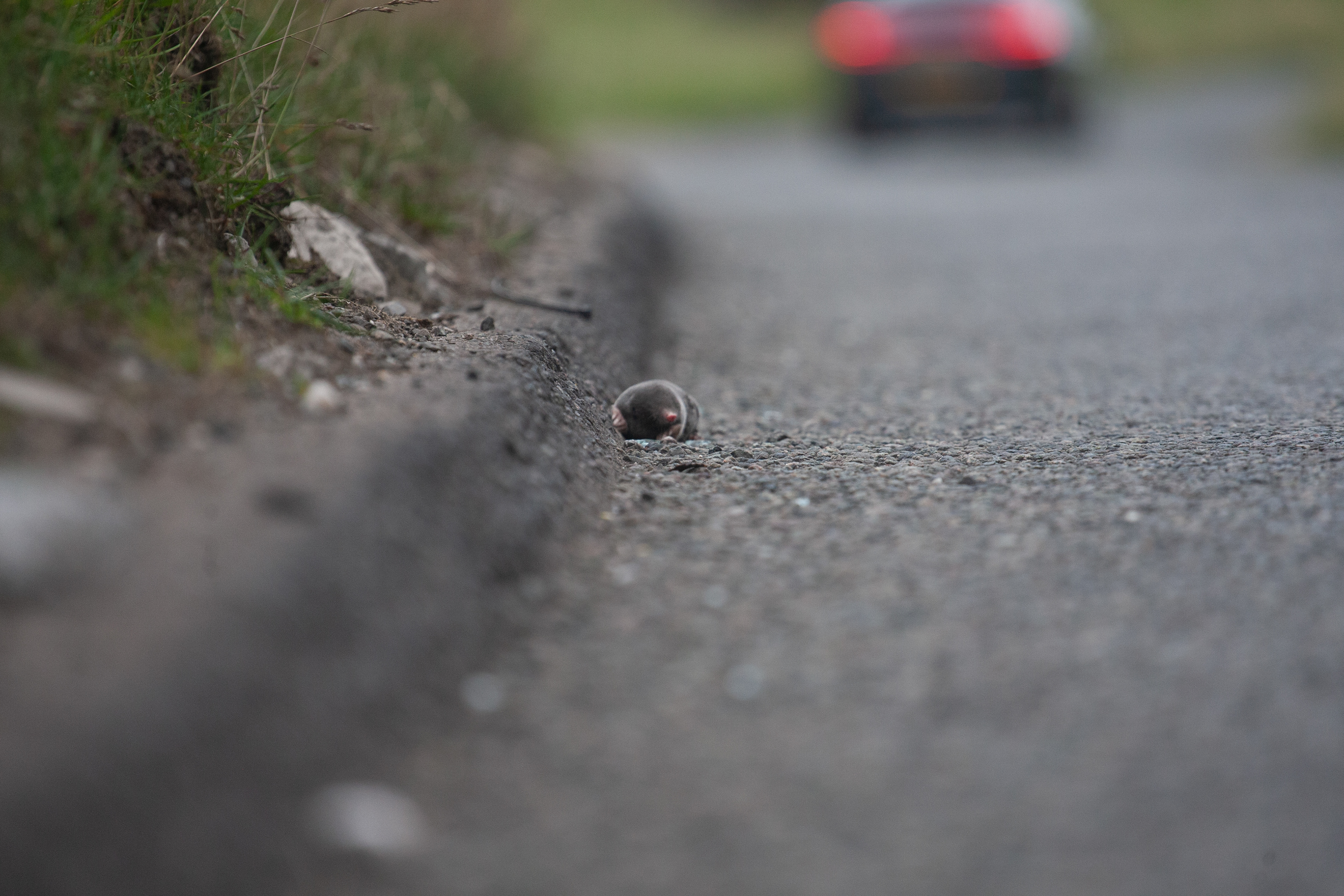 Mole Crossing - 2022