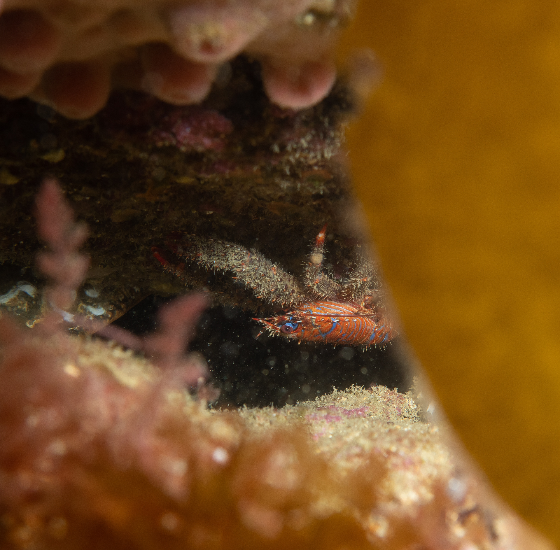 Spiny Squat Lobster - Cornwall - UK