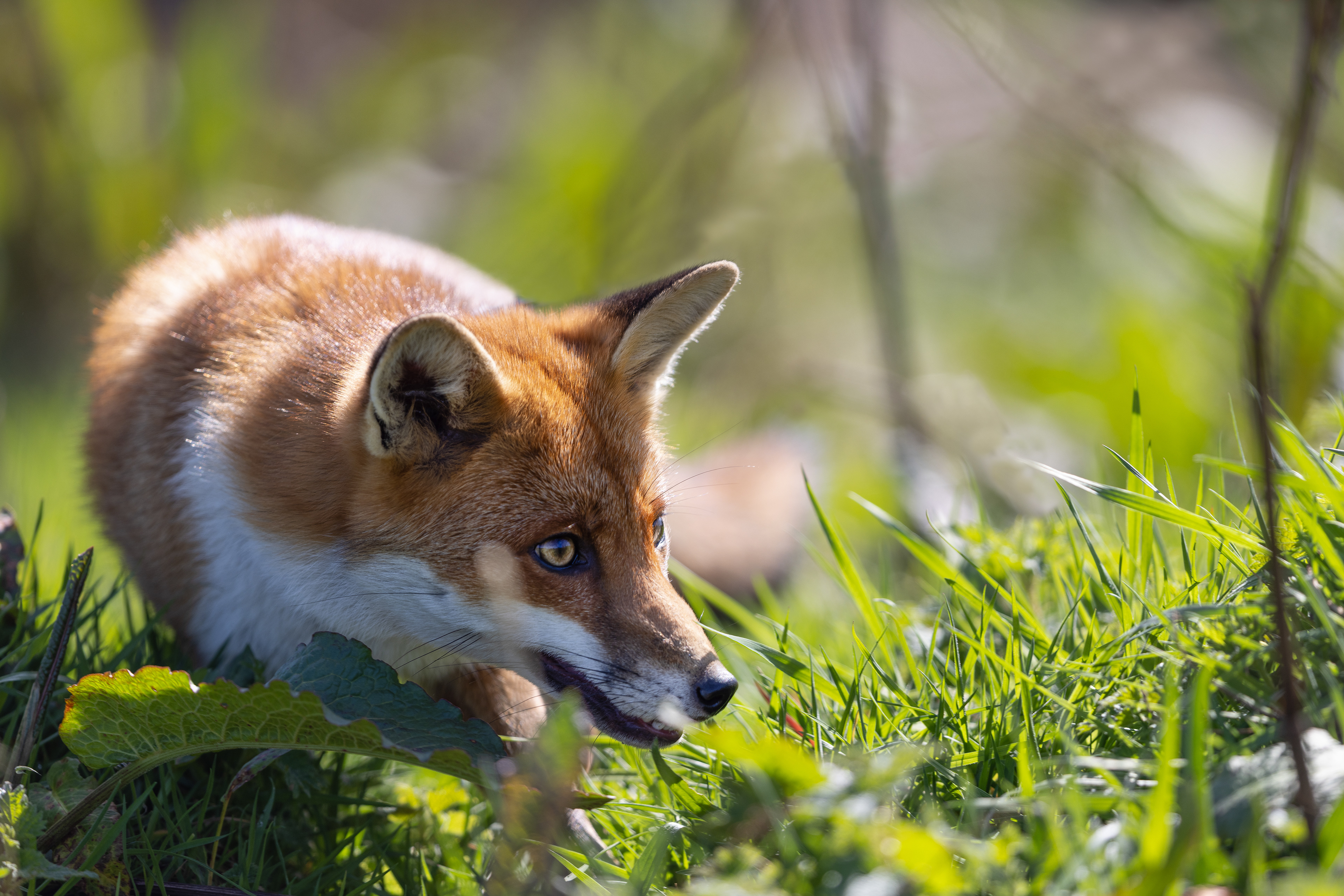 Red Fox - Cornwall - UK