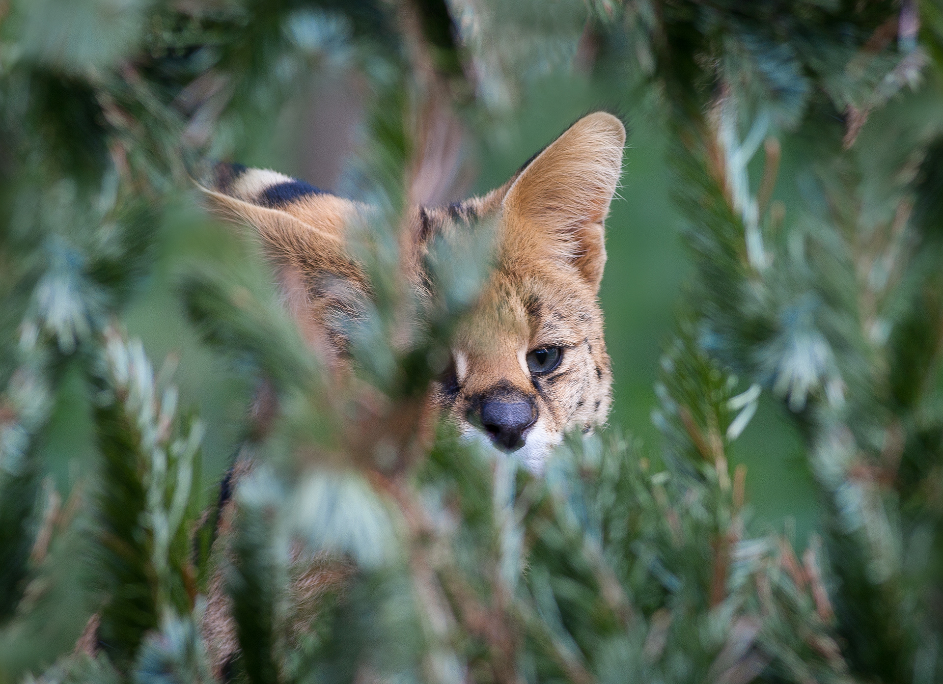 Captive African Wildcat - Cheshire - UK