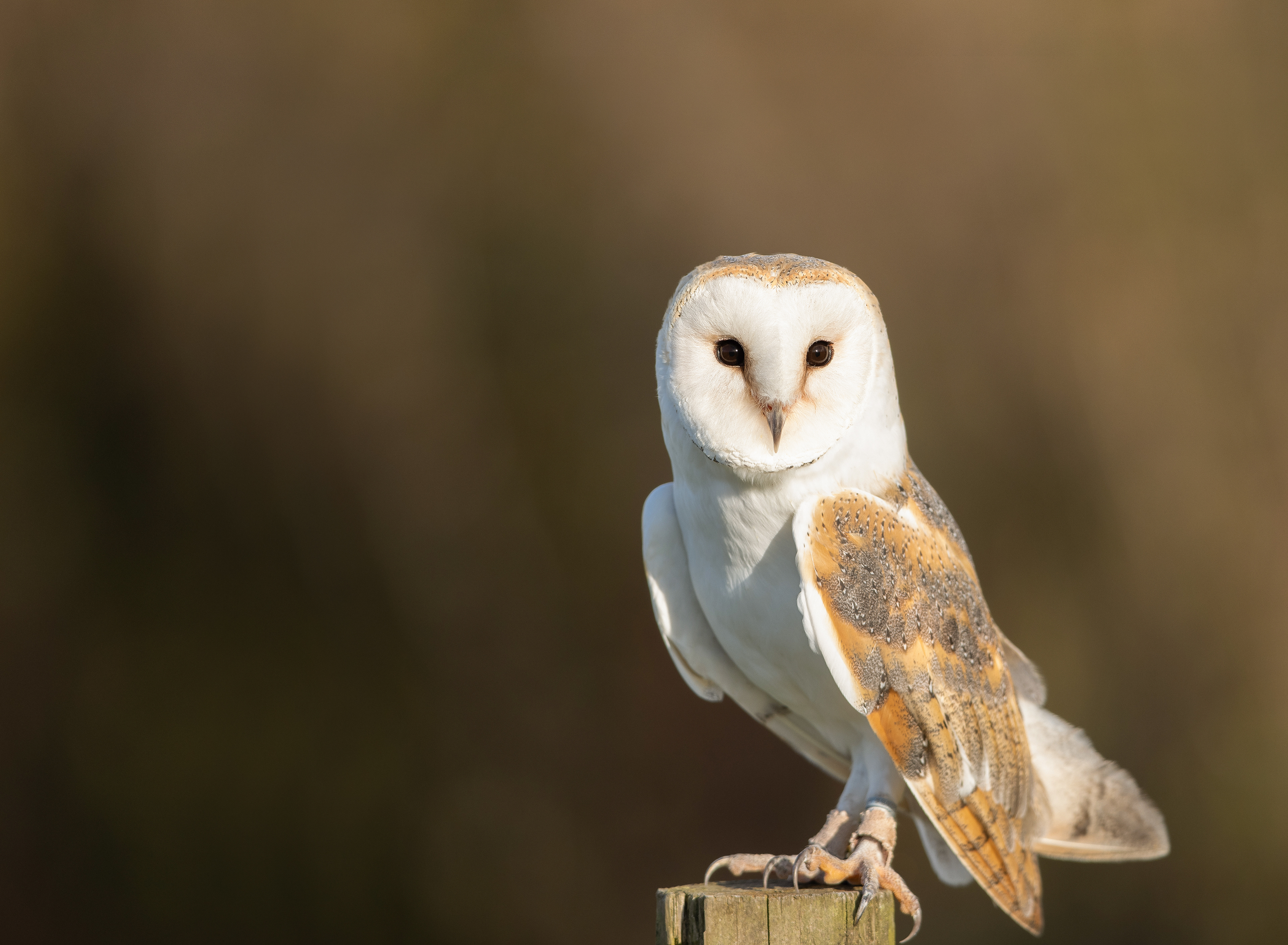 Barn Owl - Cornwall - UK
