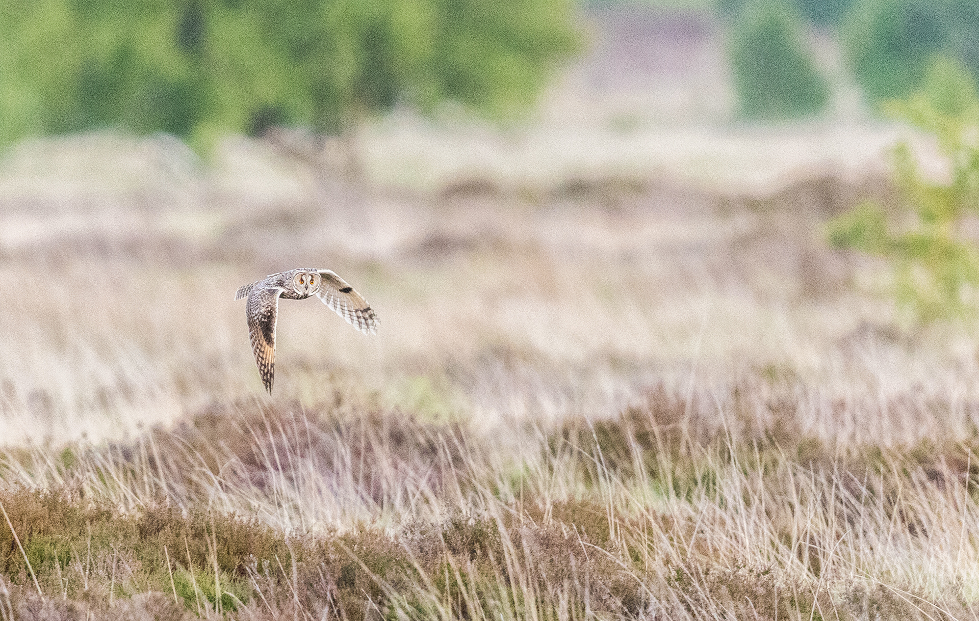 Long-Eared Owl - High Peak- UK