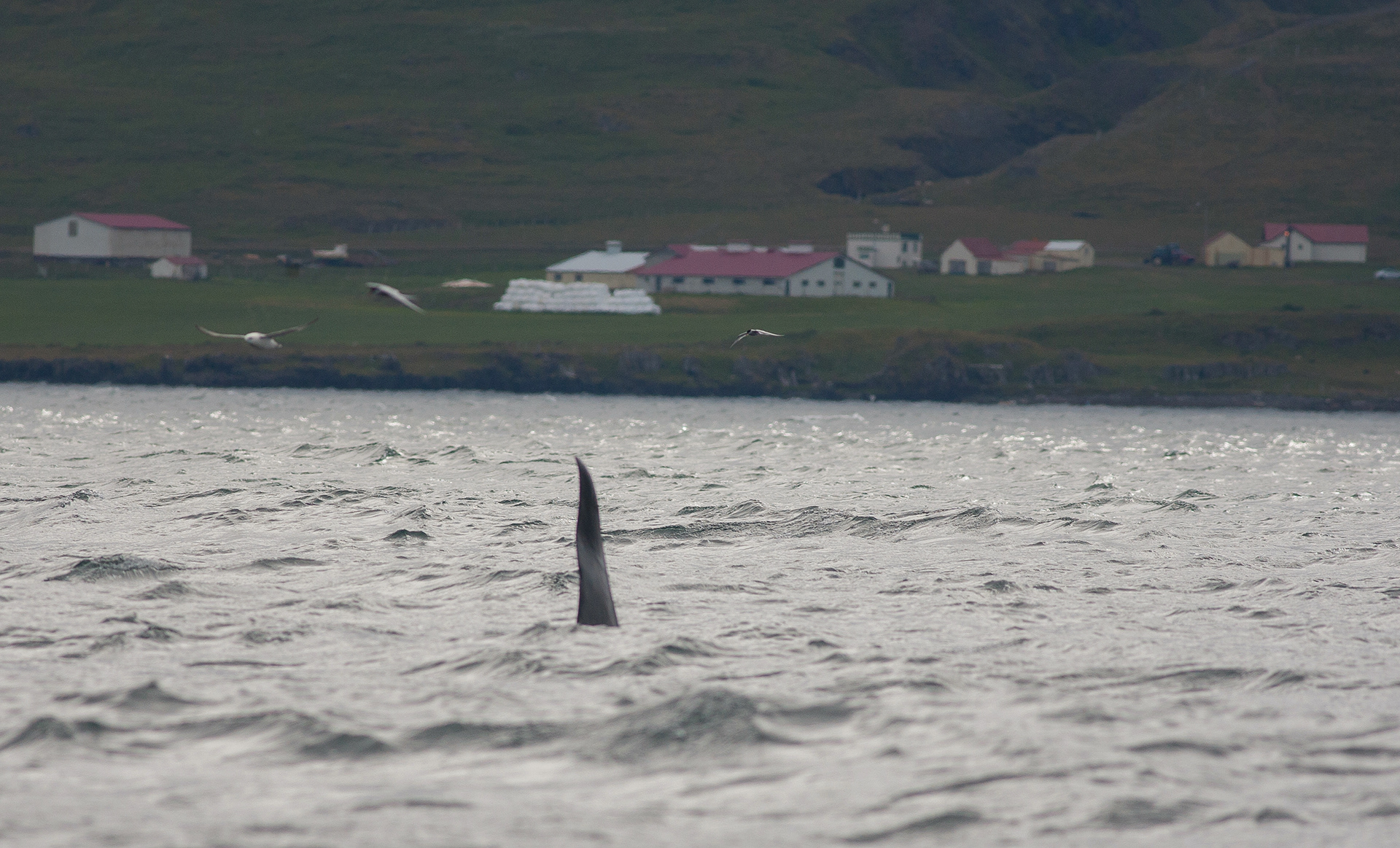 Orka -  Látrabjarg - Iceland
