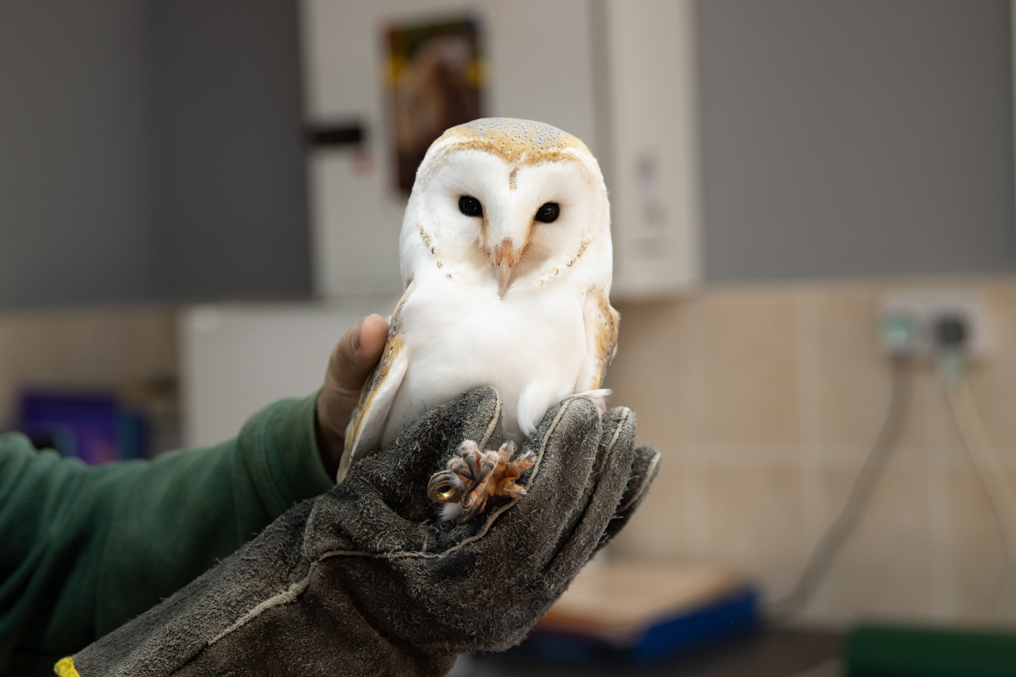 Barn Owl rescue project - 2022