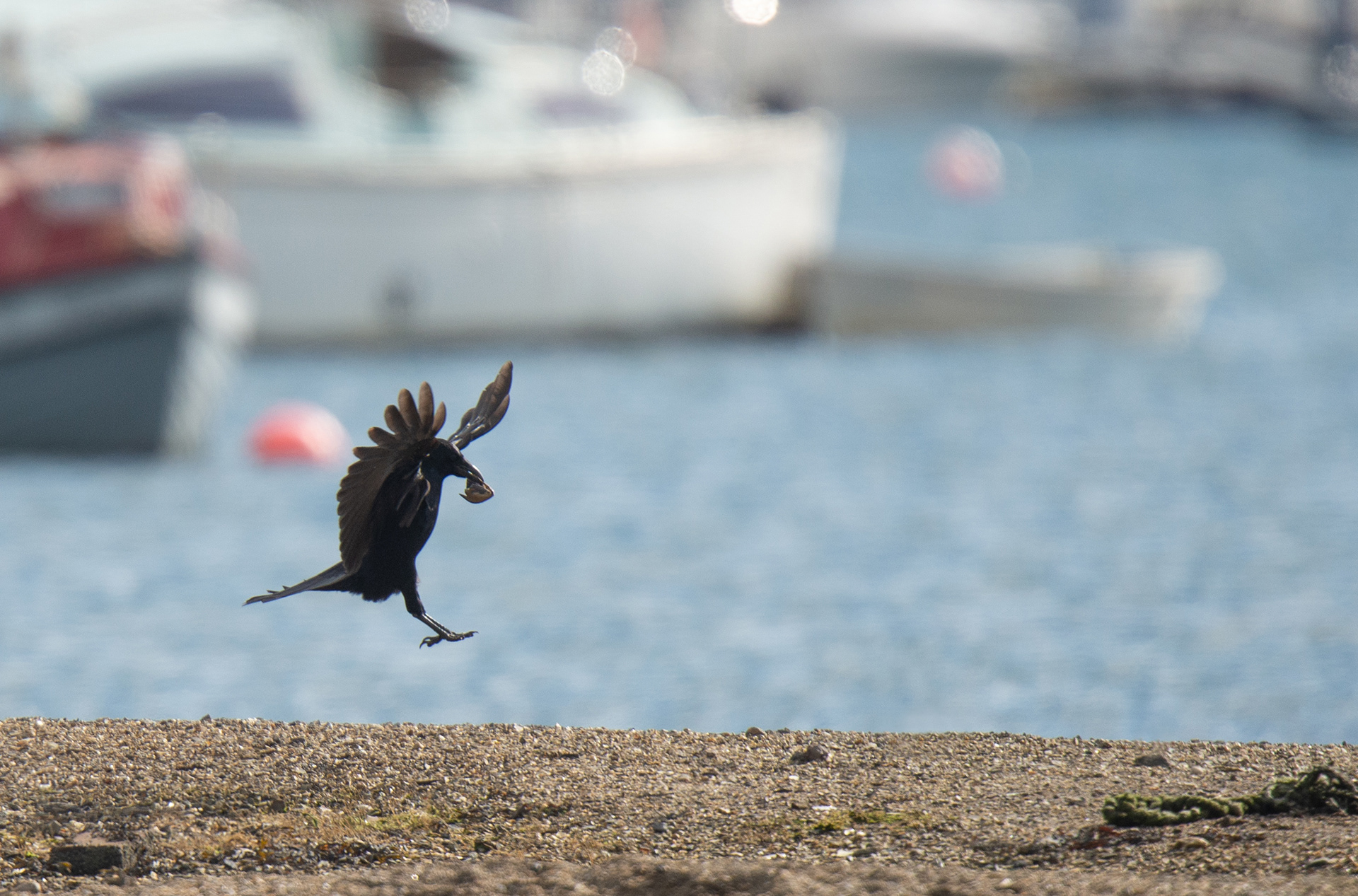 Common Crow - Falmouth - UK