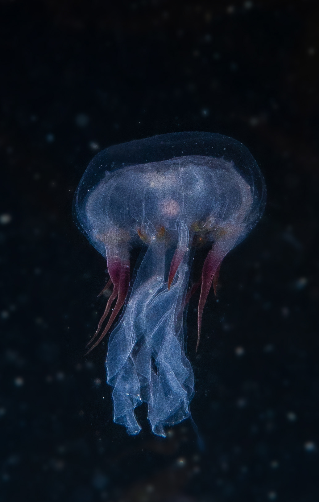 Blue Jellyfish - Cornwalll - UK