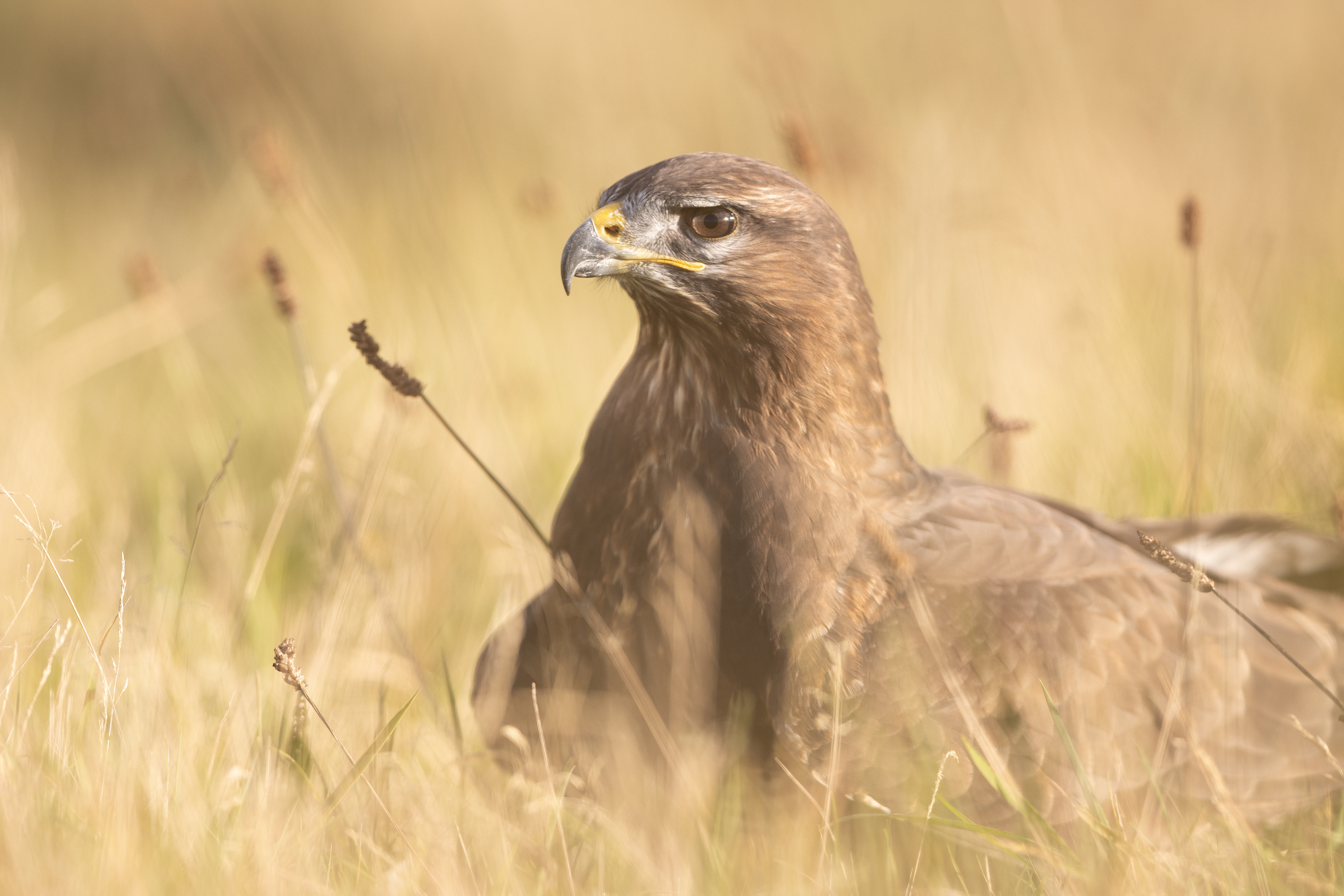Common Buzzard - Cornwall - UK