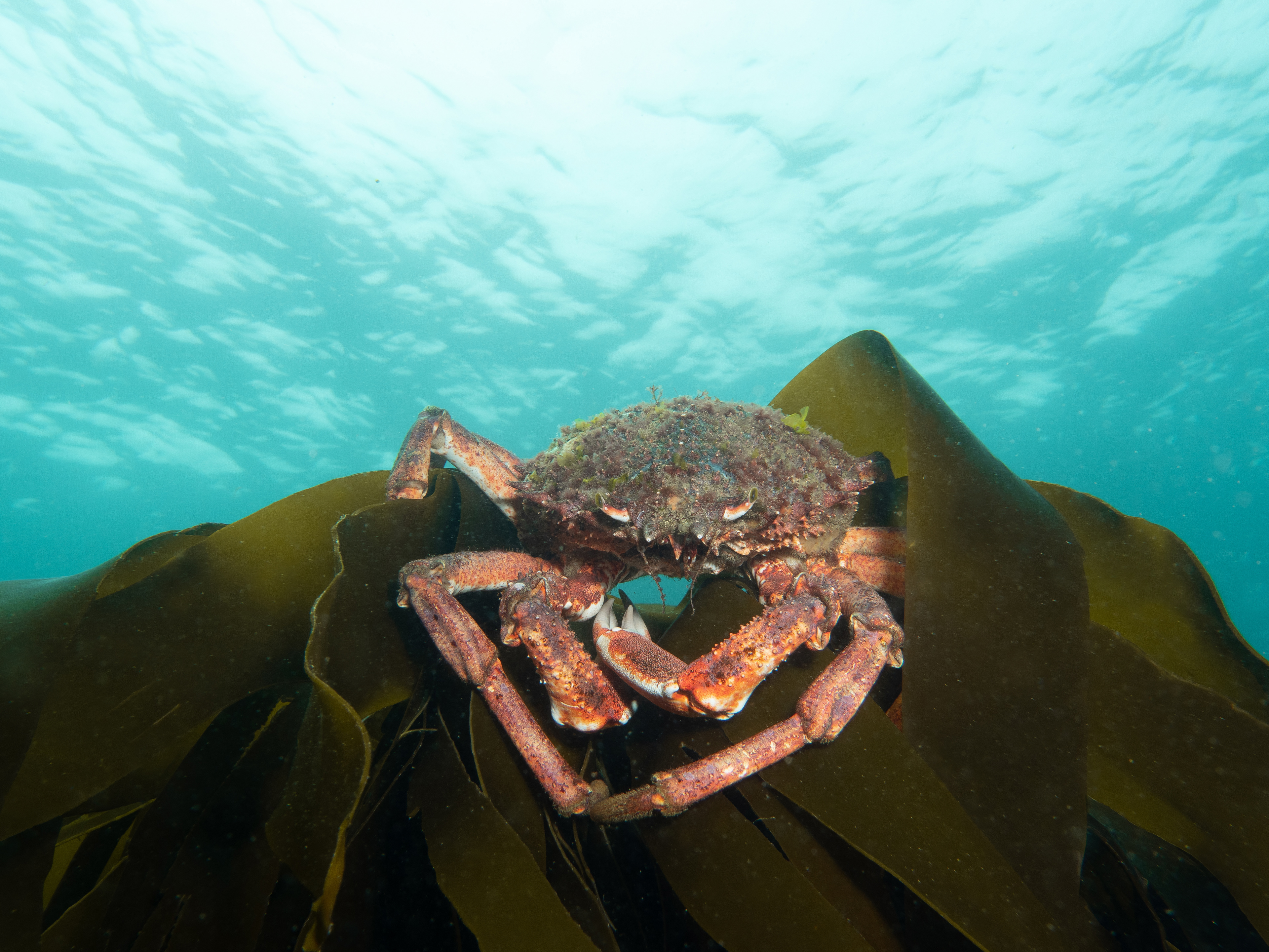 Spider Crab - Cornwall - UK