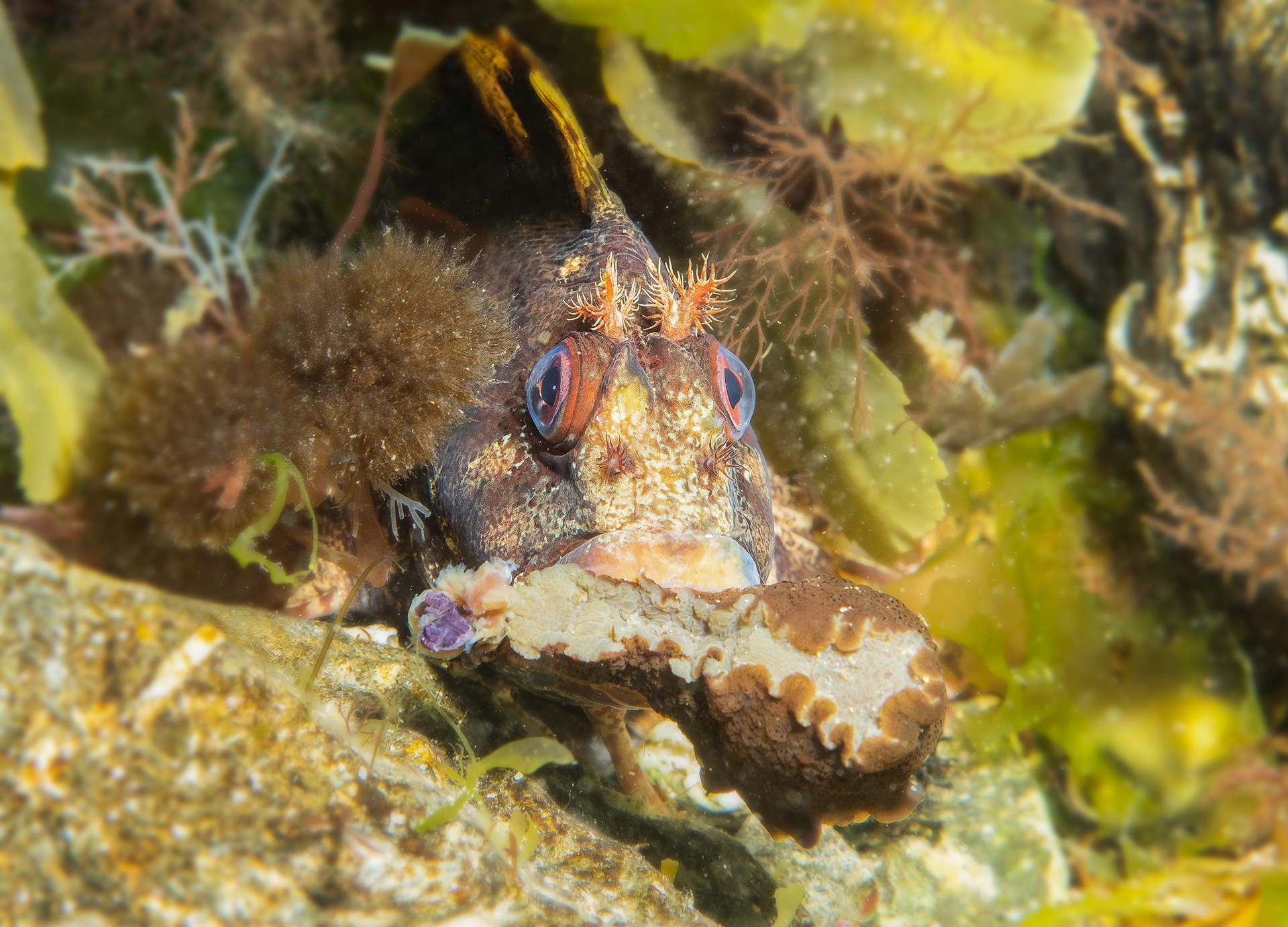 Tompot Blenny - Cornwall - UK