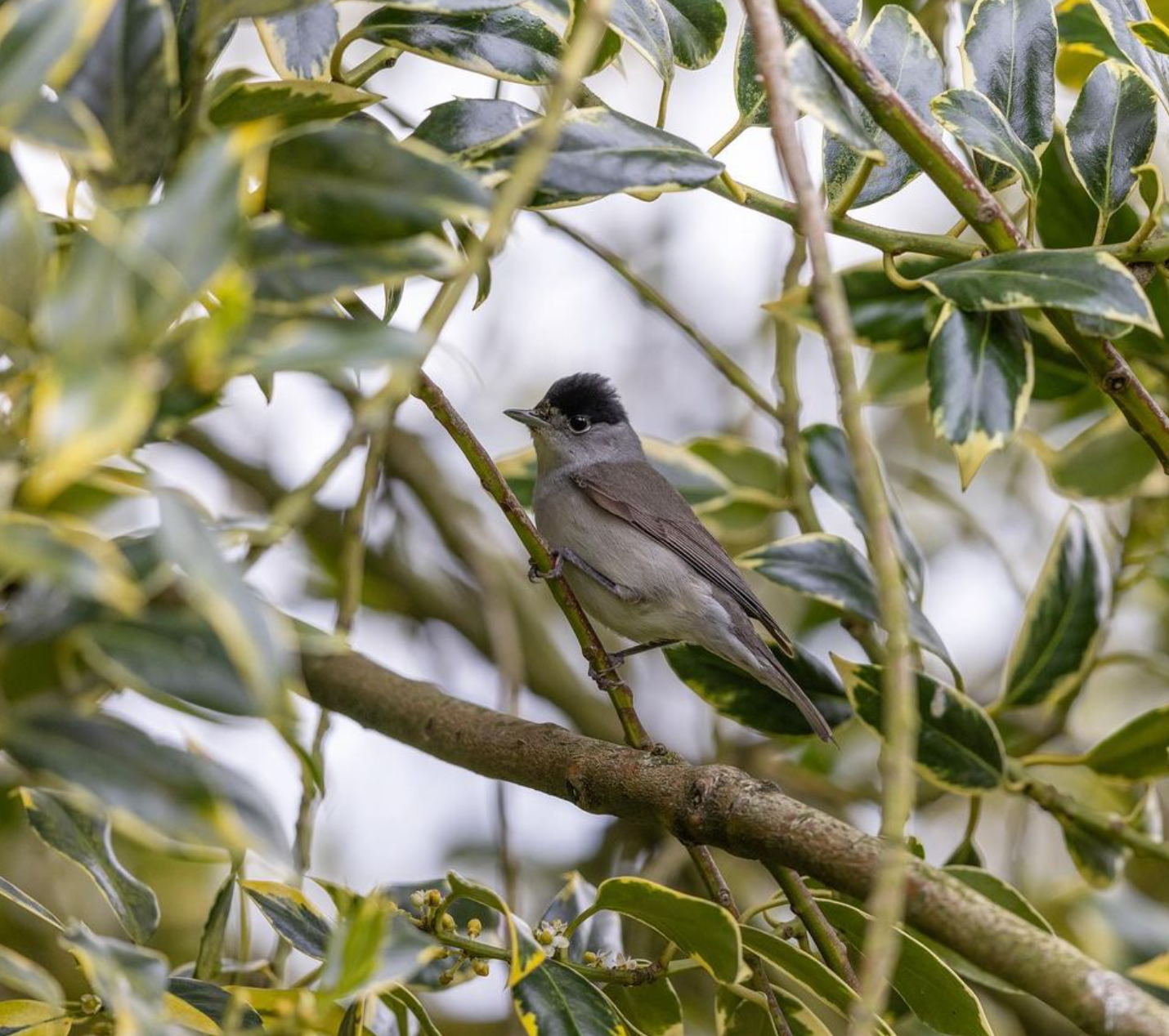 Blackcap - High Peak - UK