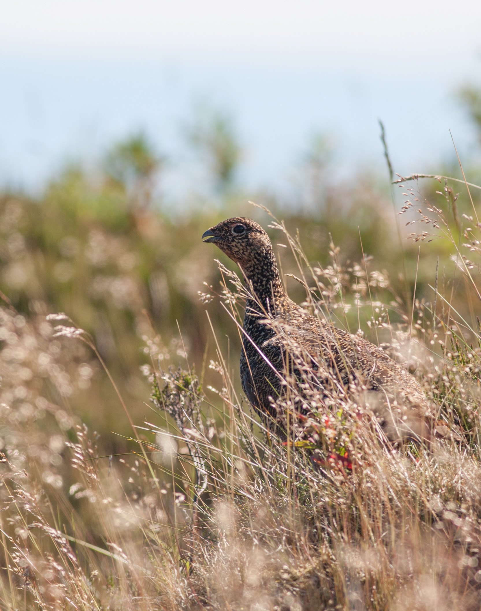 Female Red Grouse - High Peak - Uk