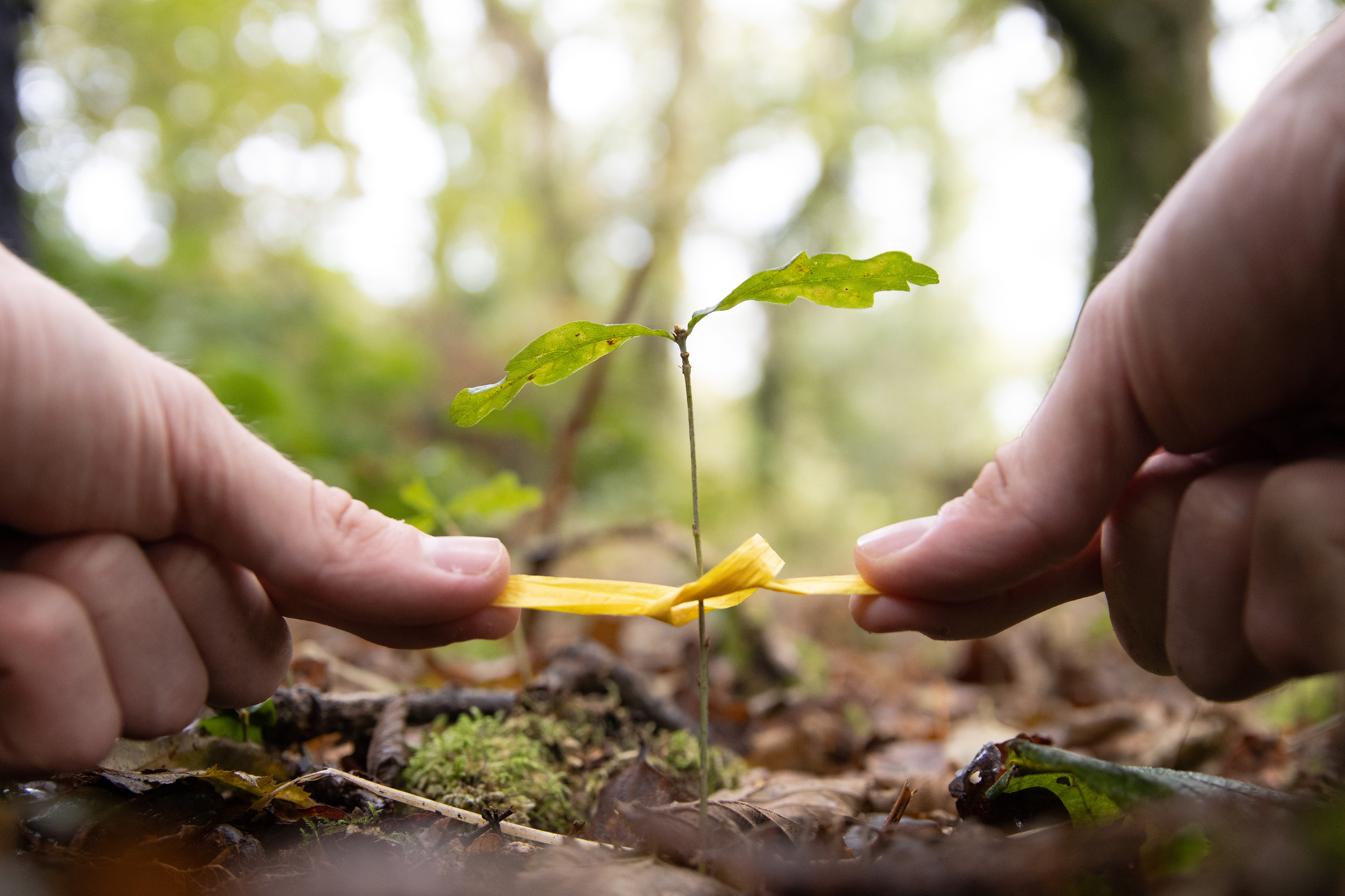 Ancient oak woodland project - 2022