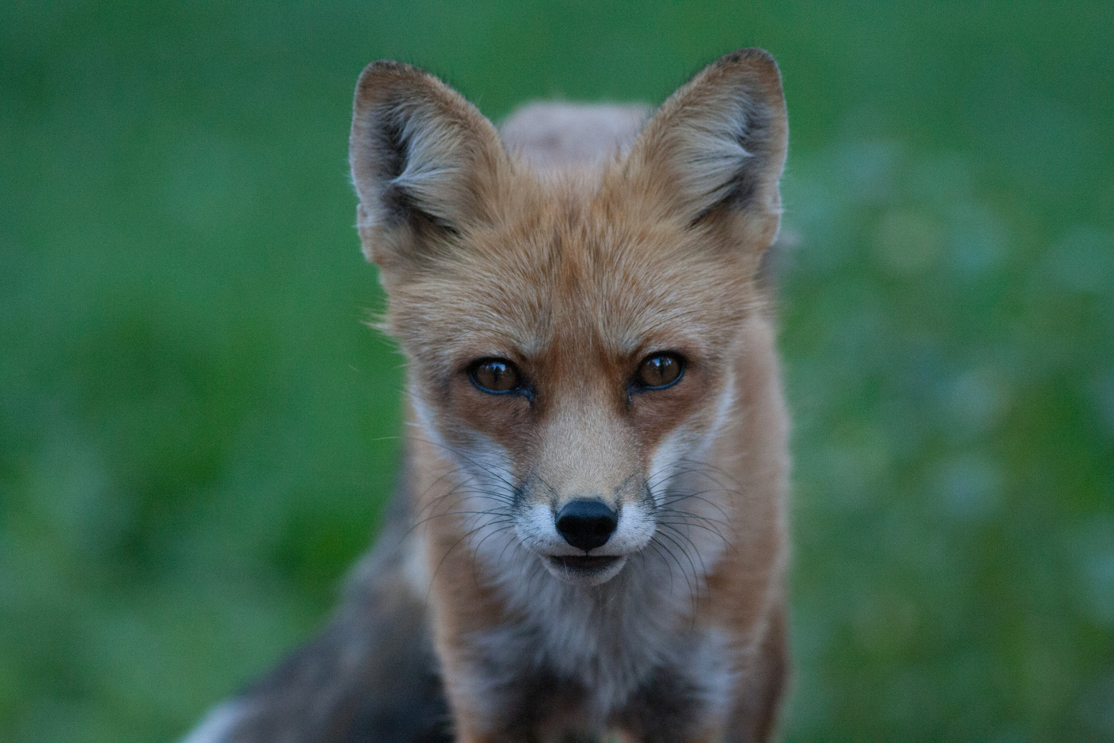 Red Fox - Nevada - USA