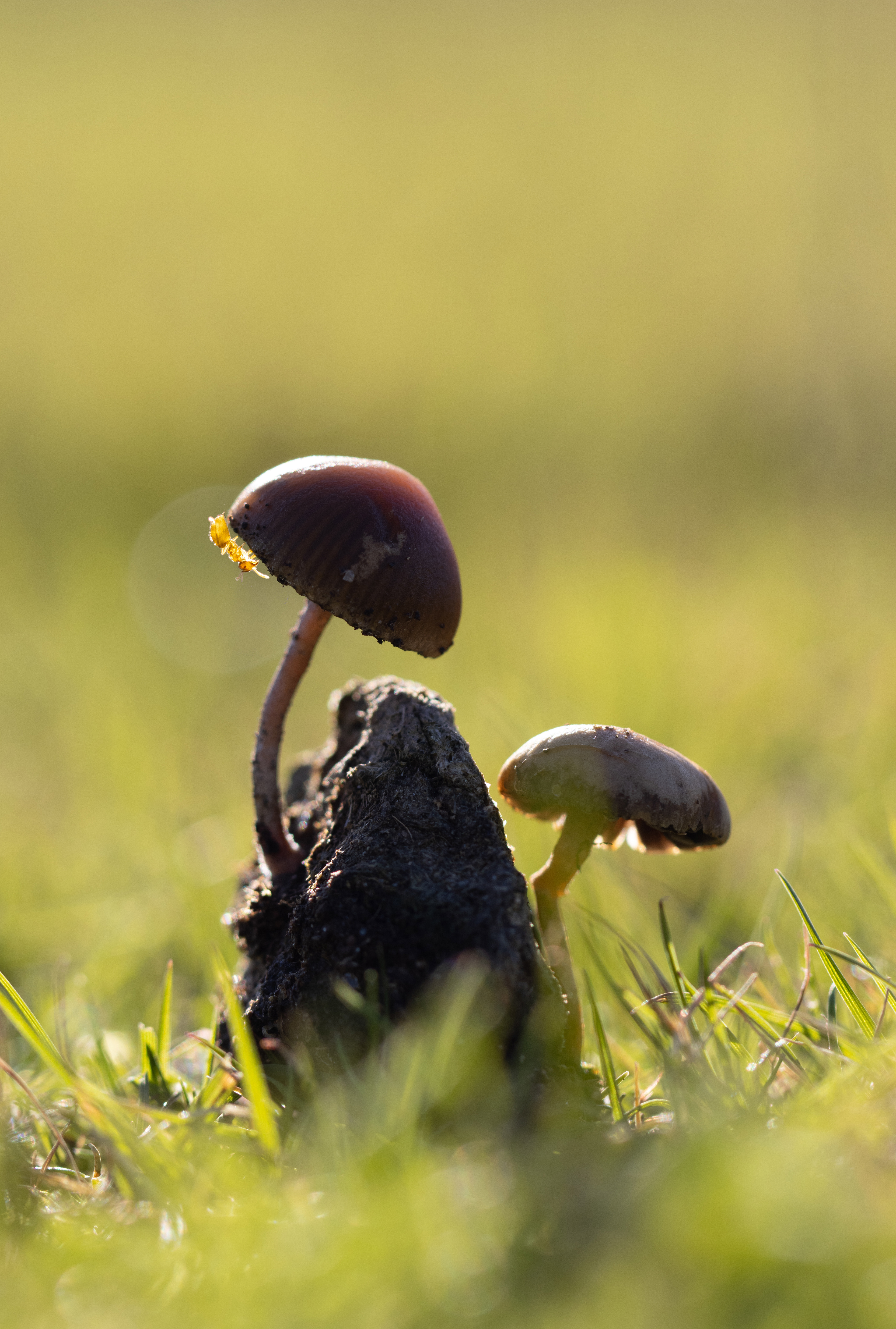 Ant & Mushroom - Cornwall - UK
