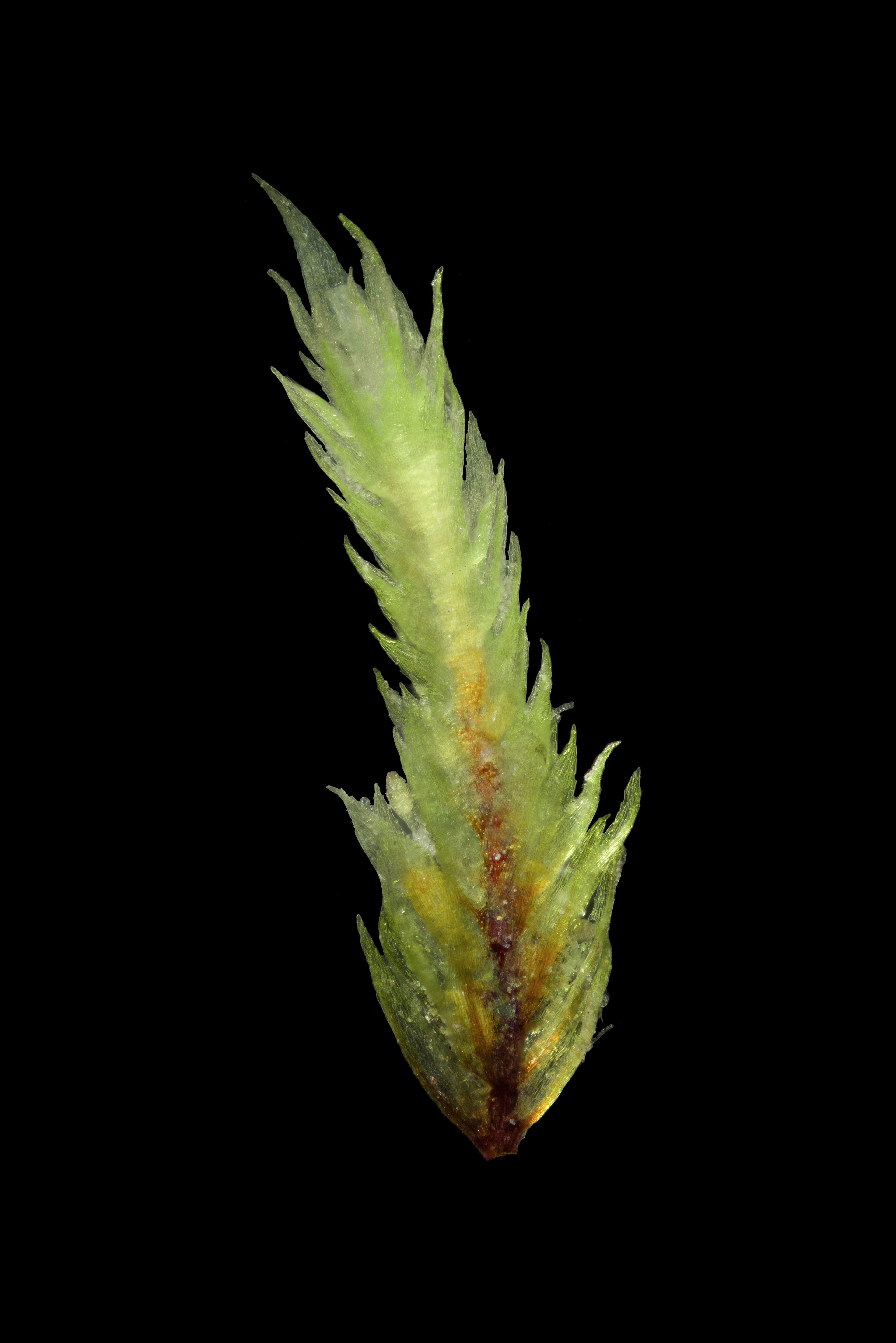 Cornish Path Moss - The Rarest in the World! - 2022