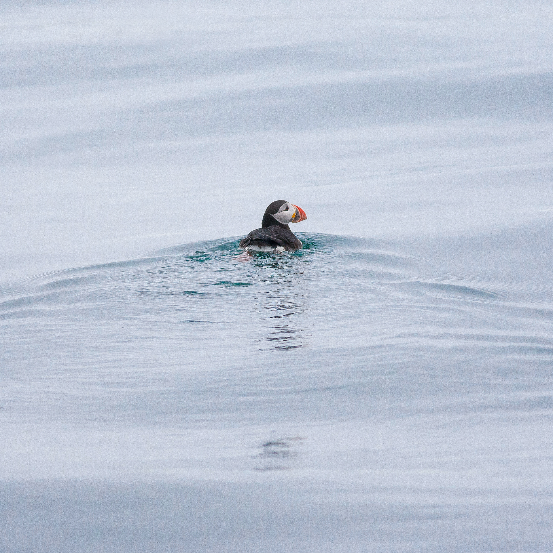 Puffins - Látrabjarg - Iceland