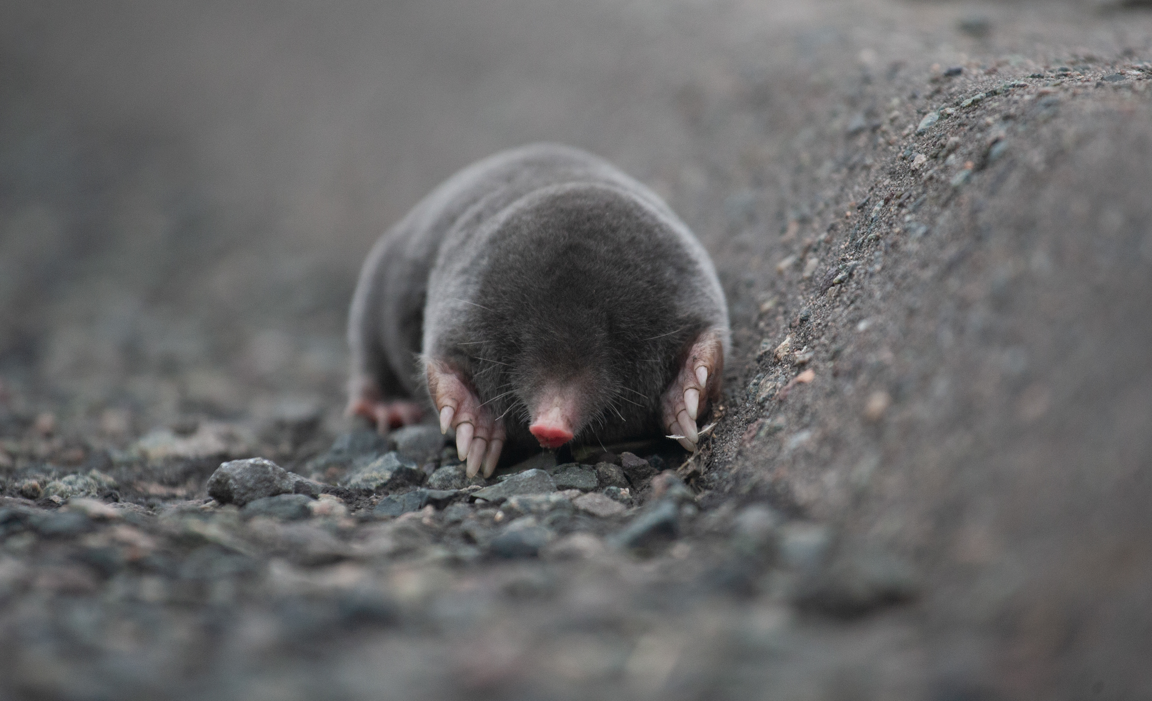 Mole Crossing - 2022