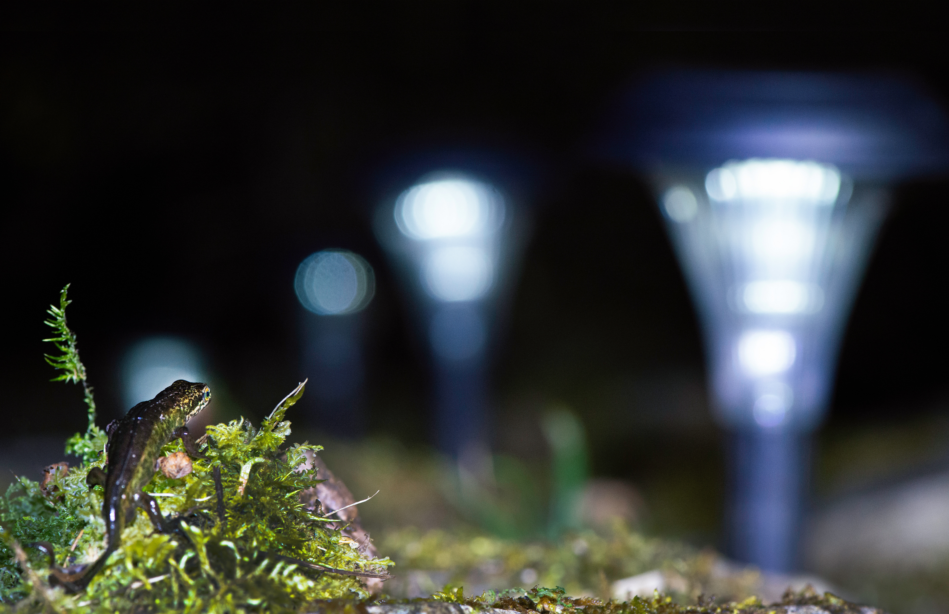 Amphibian mortality project - 2021