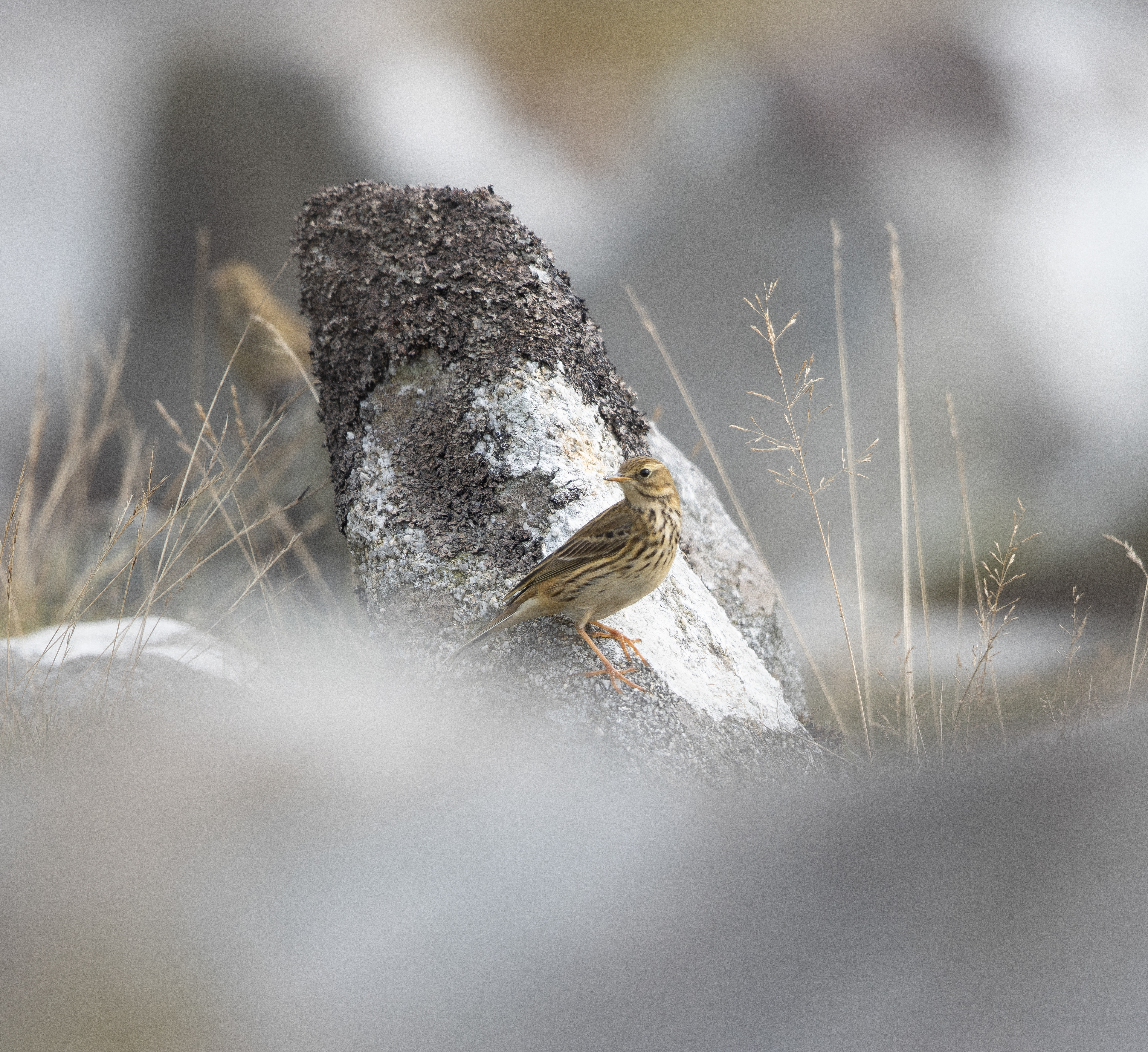 Rock Pippit - Cornwall -UK