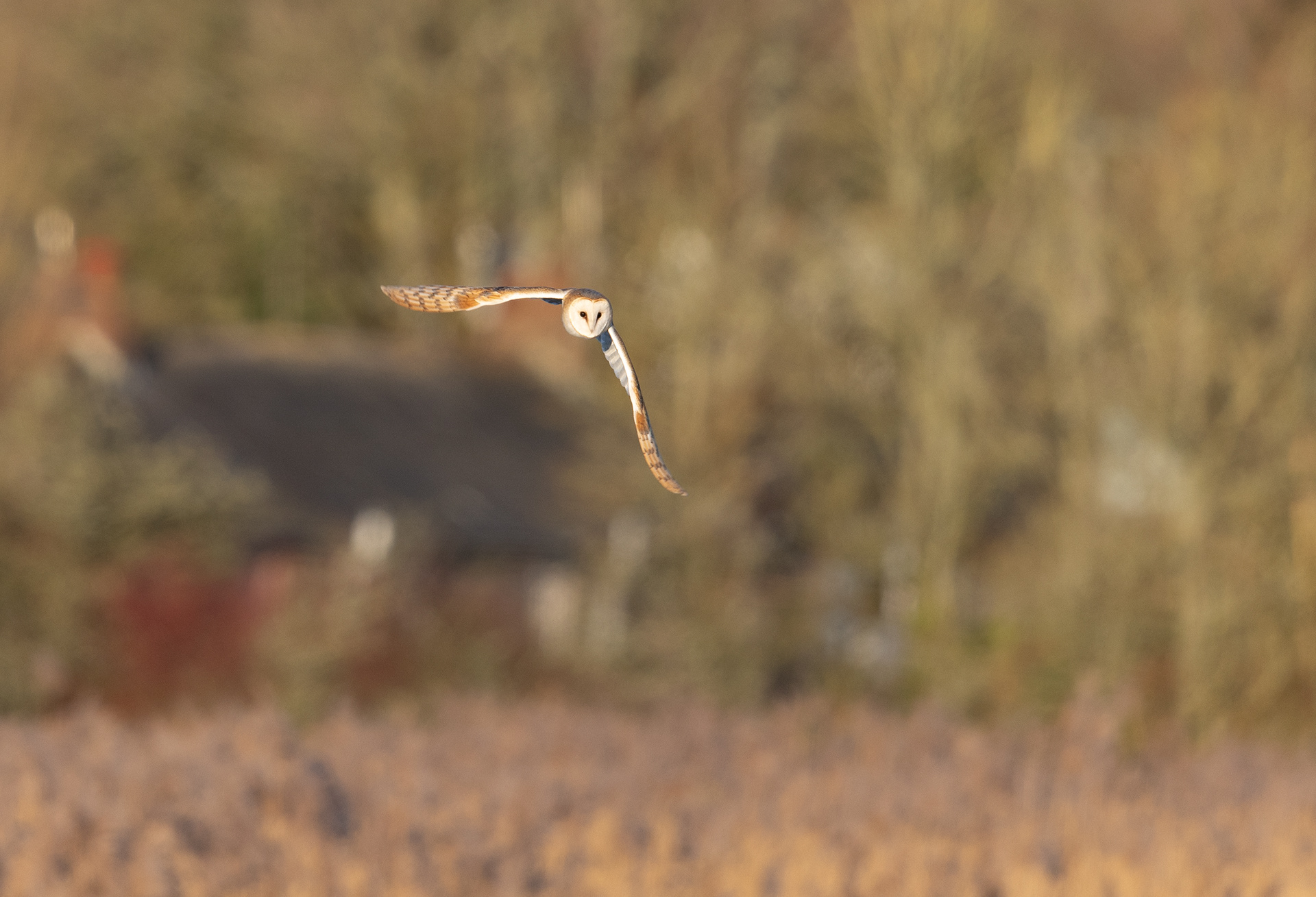 Barn Owl - Cornwall - UK