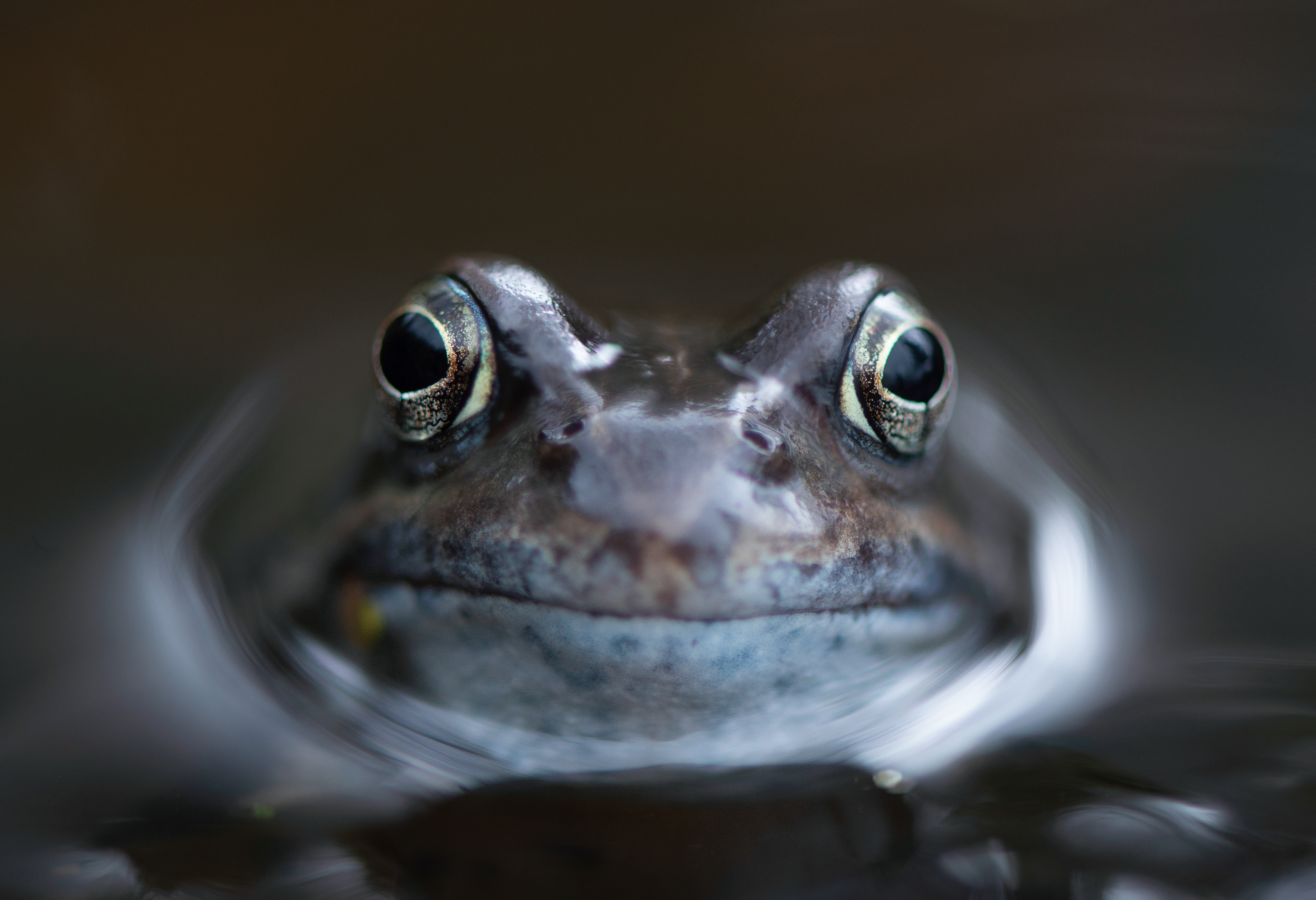 Common Frog - High Peak - 2022