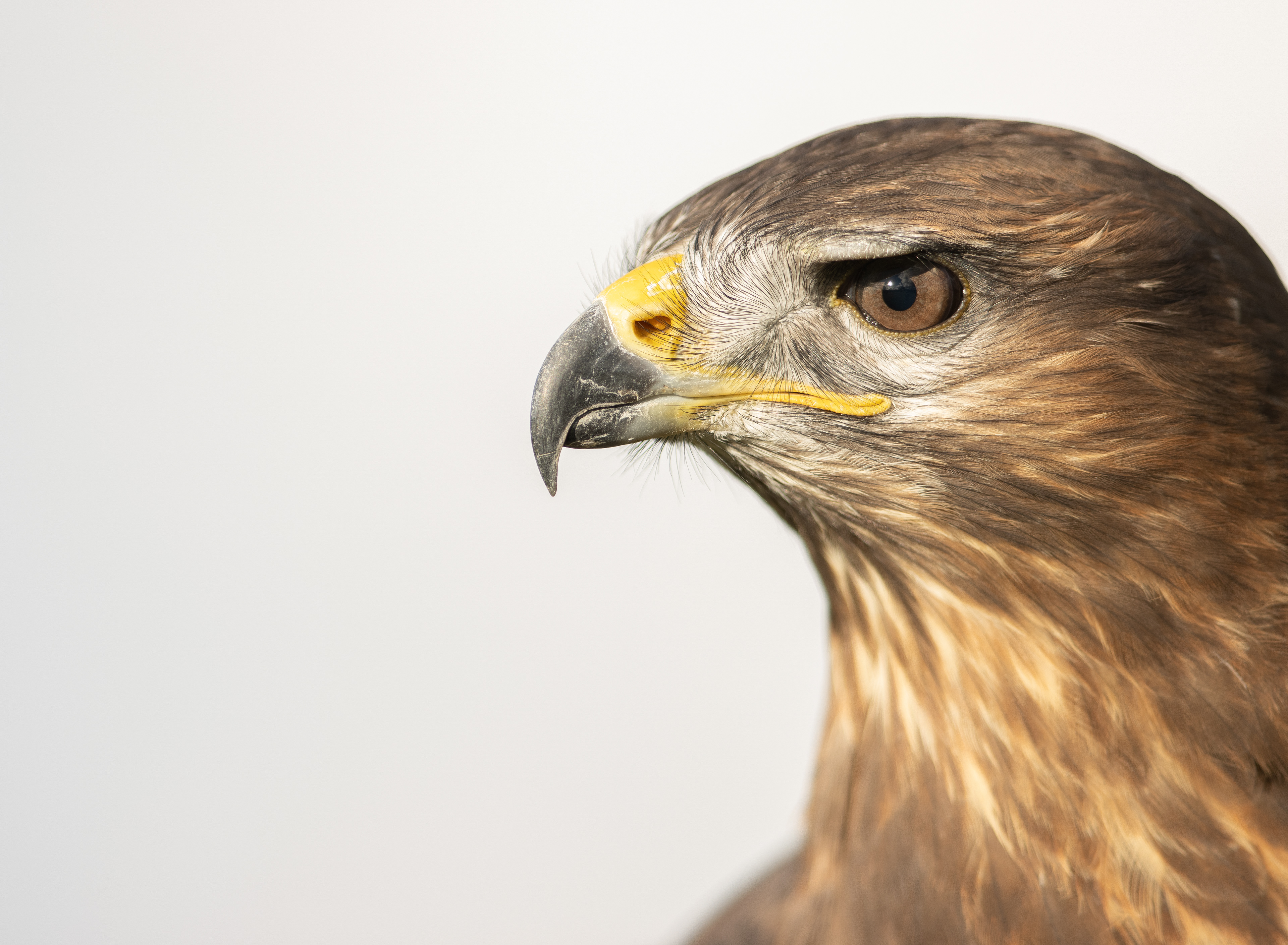 Common Buzzard - Cornwall - UK
