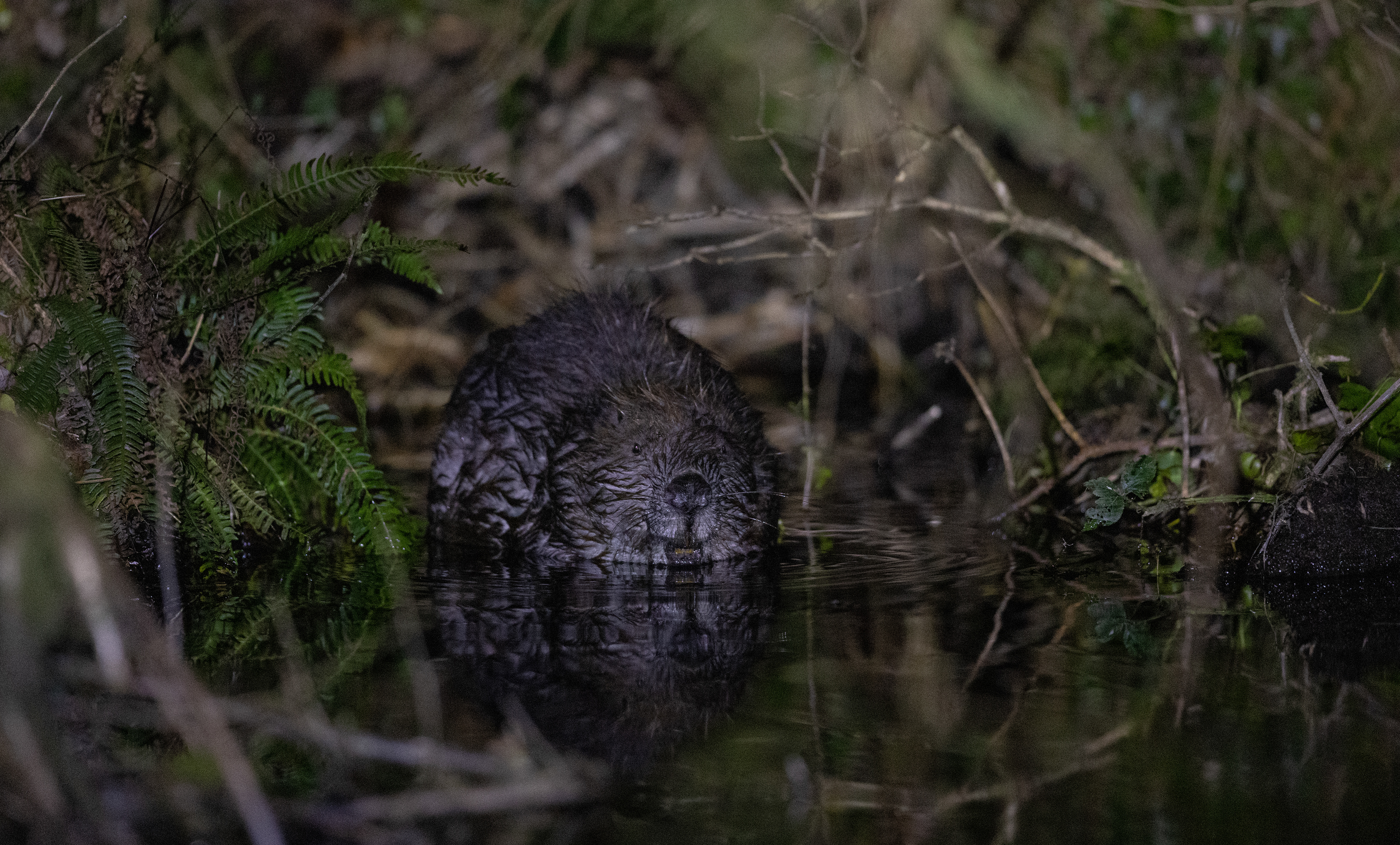 Eurasian Beaver - Cornwall - UK