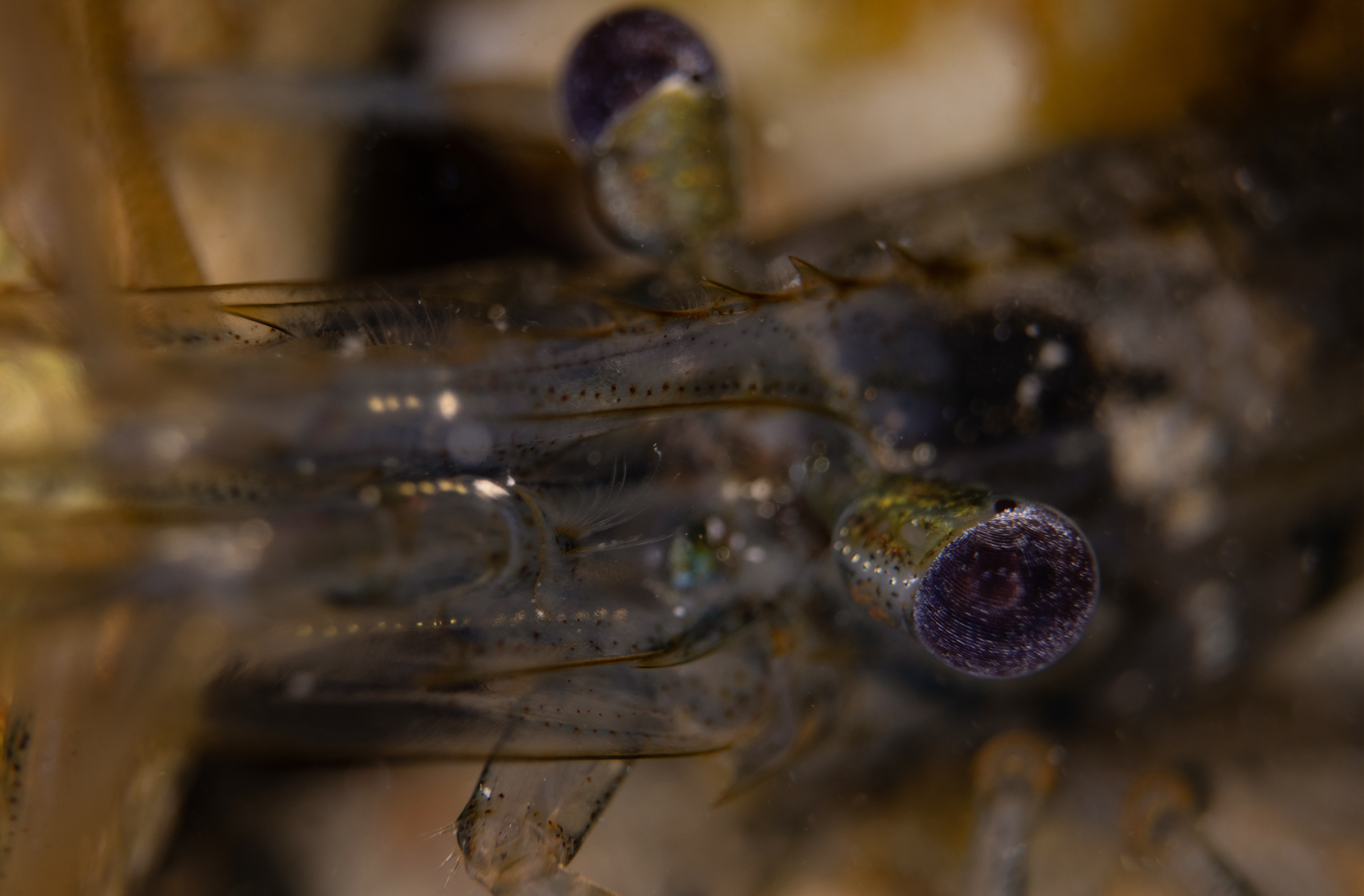 Common Prawn - Cornwall - UK