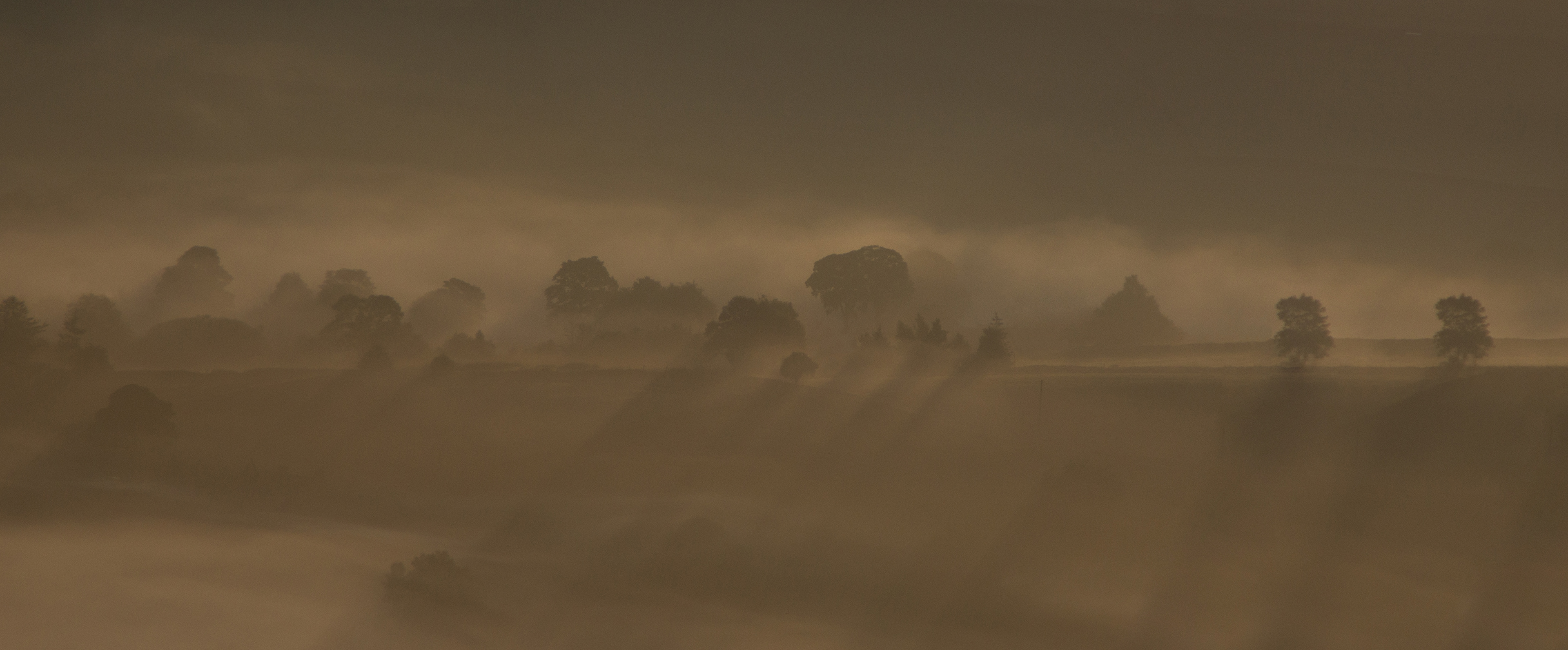 Trees in Fog - High Peak -UK