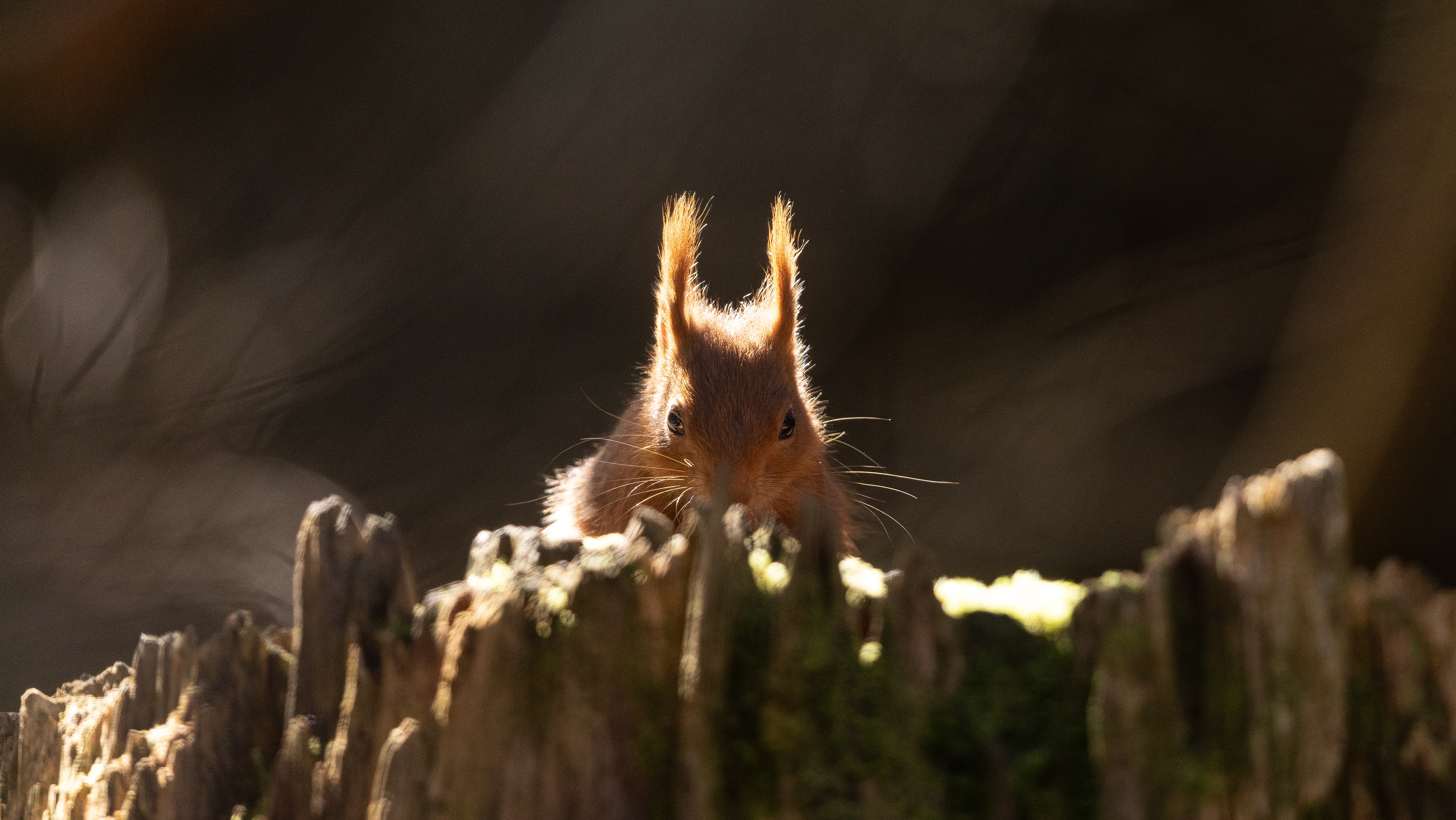 Red Squirrel - Argyll - Scotland