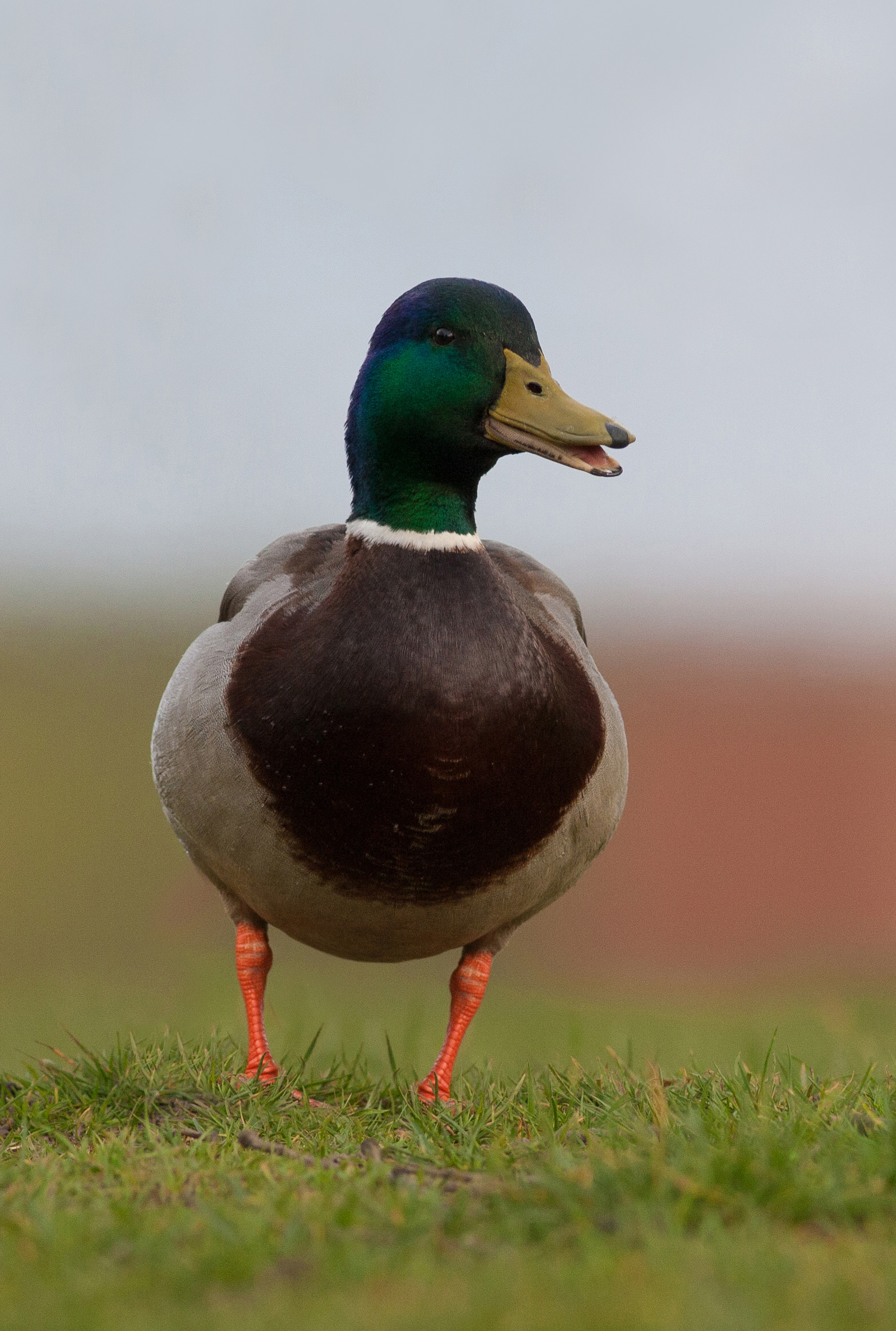 Mallard - High peak - UK