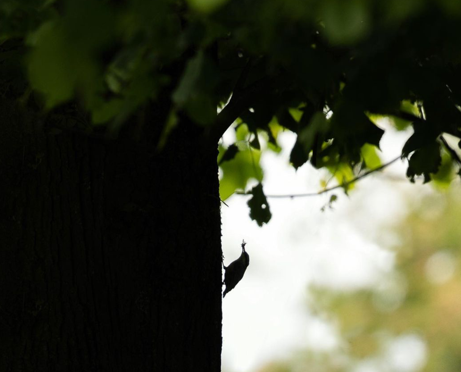 Nuthatch - High Peak - UK