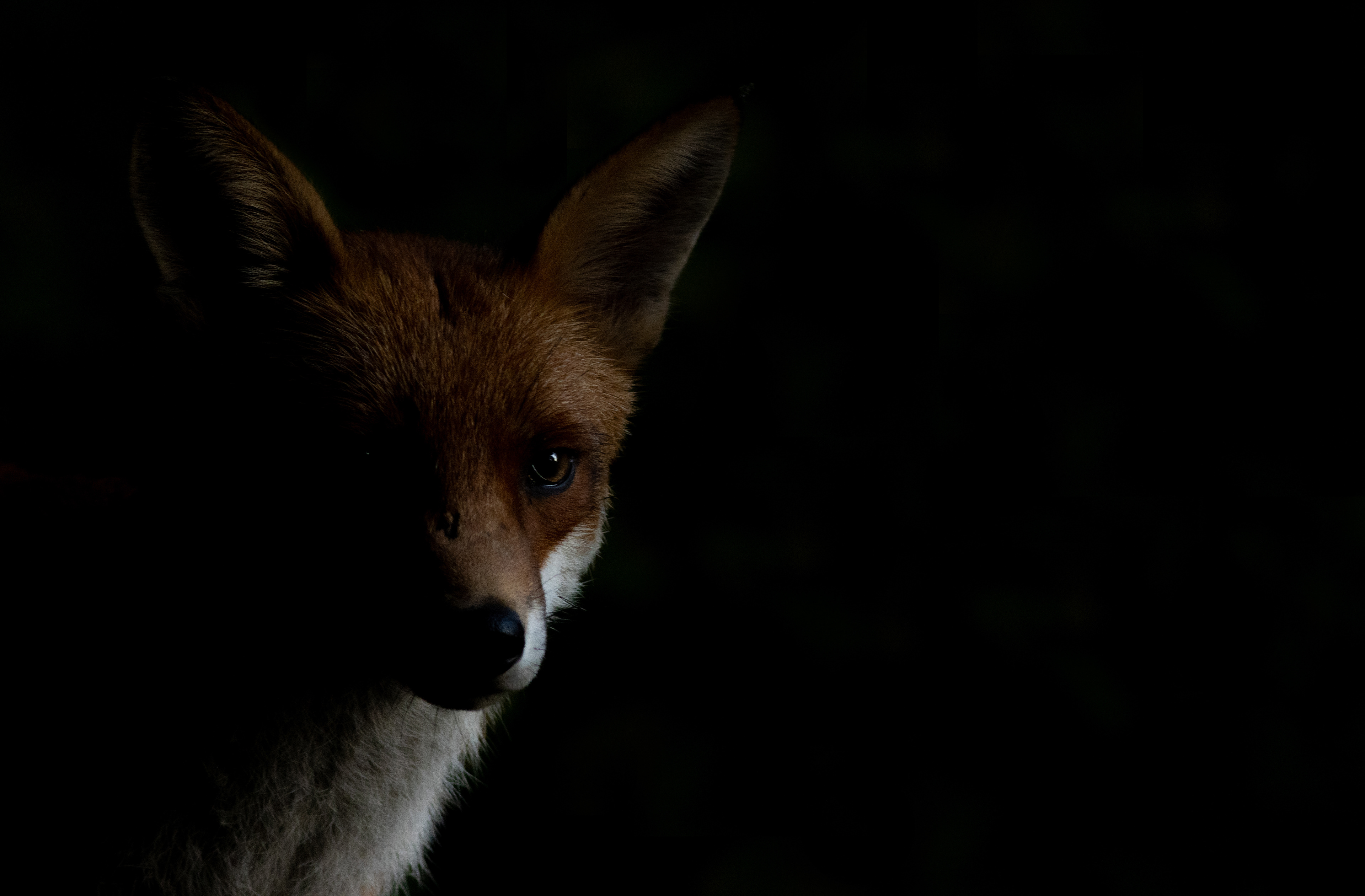 Red Fox - Bristol- UK