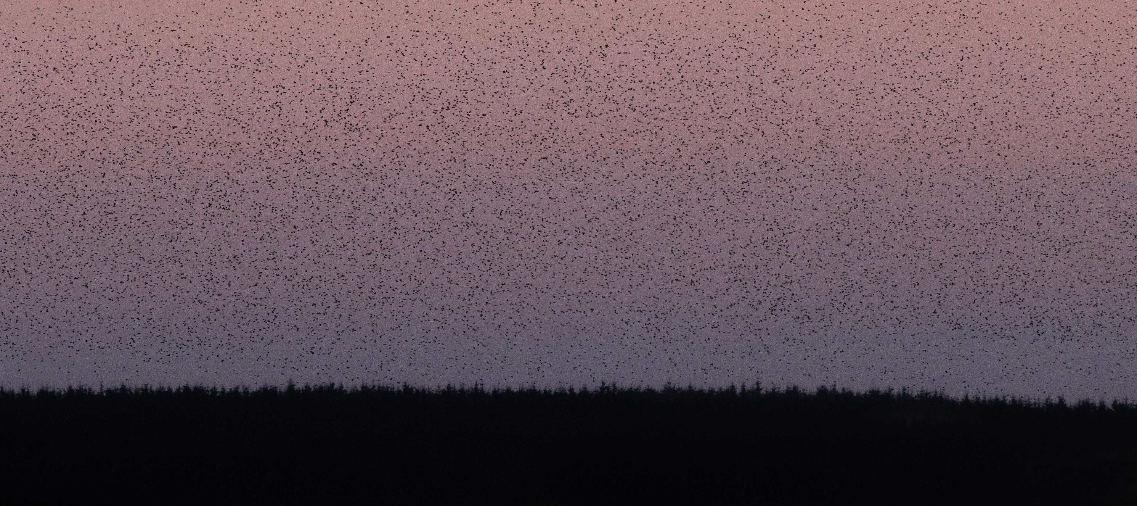 Starlings - Cornwall -UK