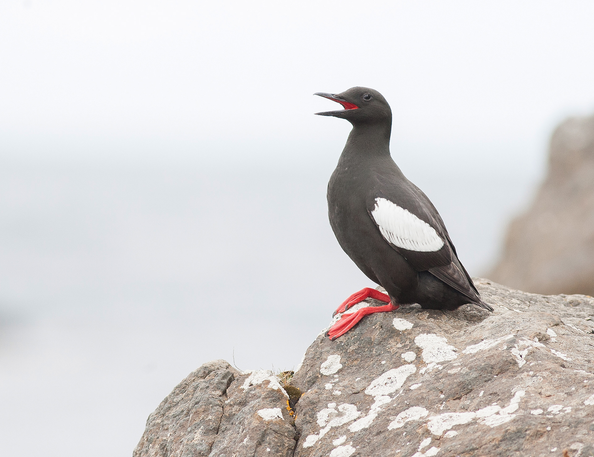 Black Guillemot - Látrabjarg - Iceland