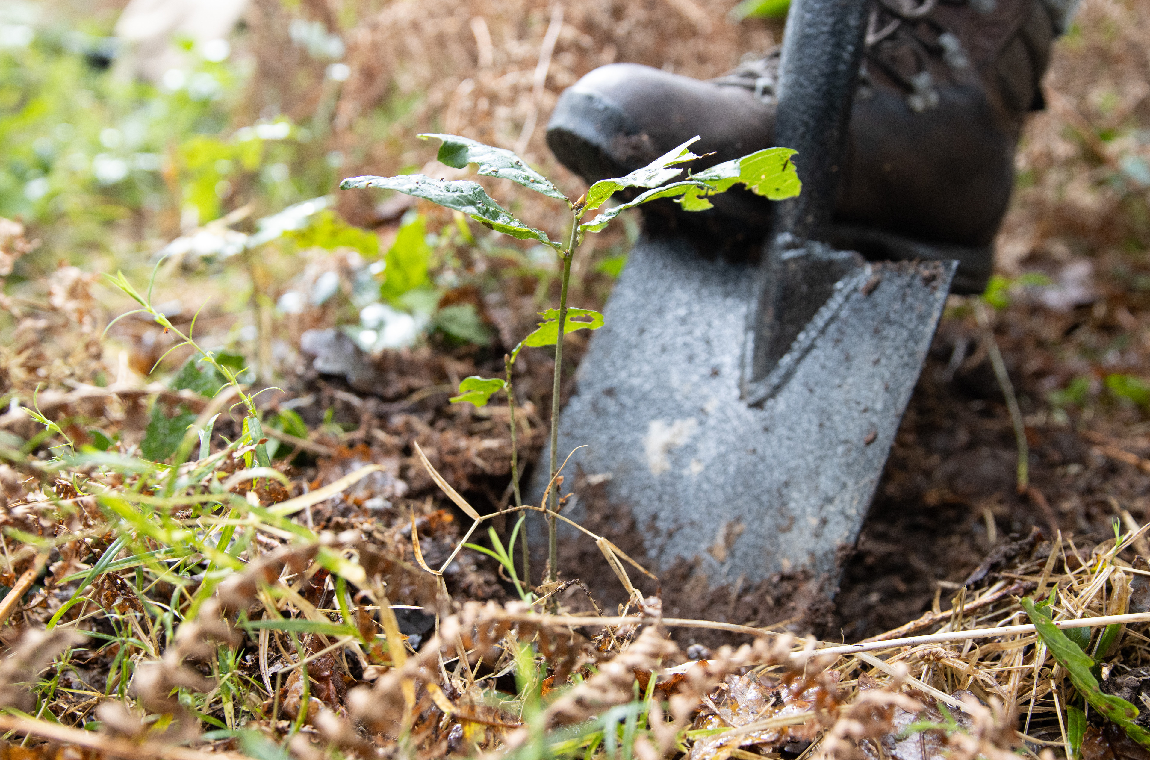 Ancient oak woodland project - 2022