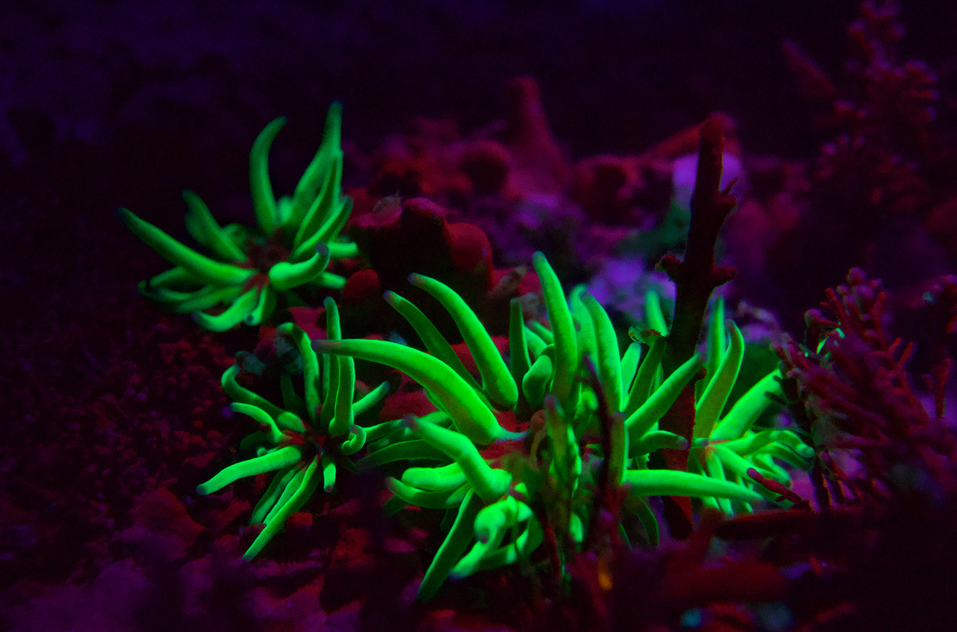 UK Aanemones - Cornwall - UK