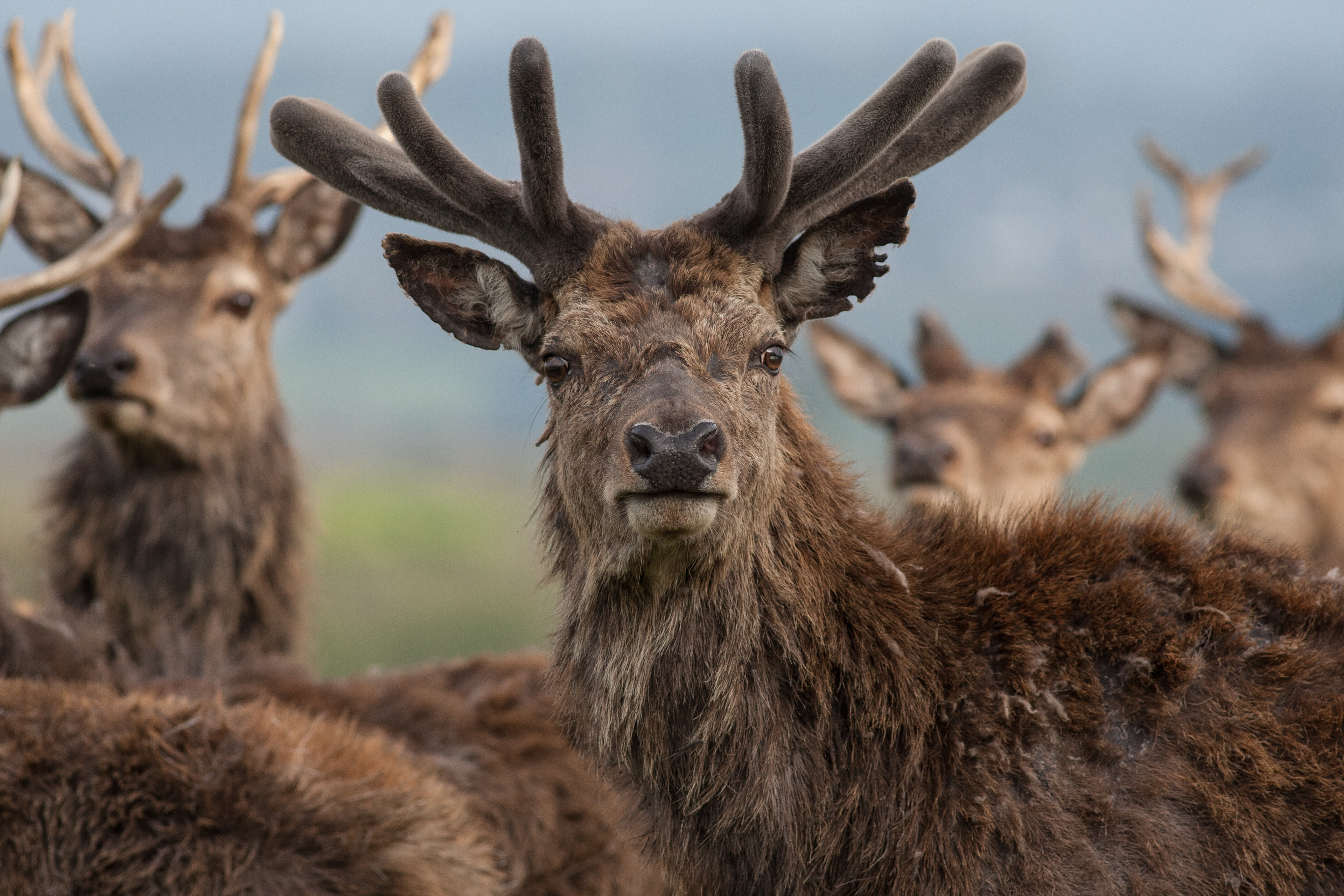 Red Deer - High Peak - UK