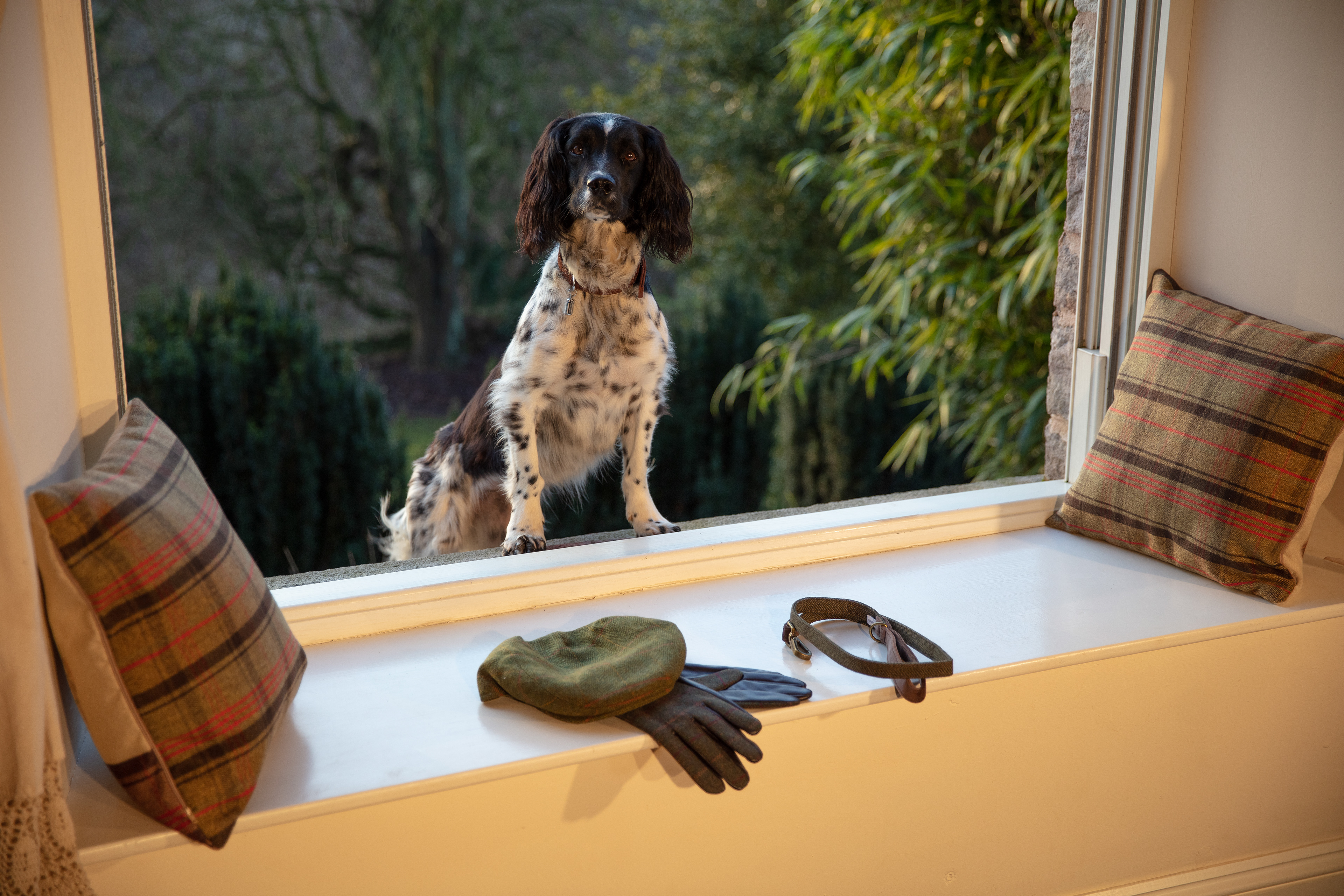 Client: Pets At Home