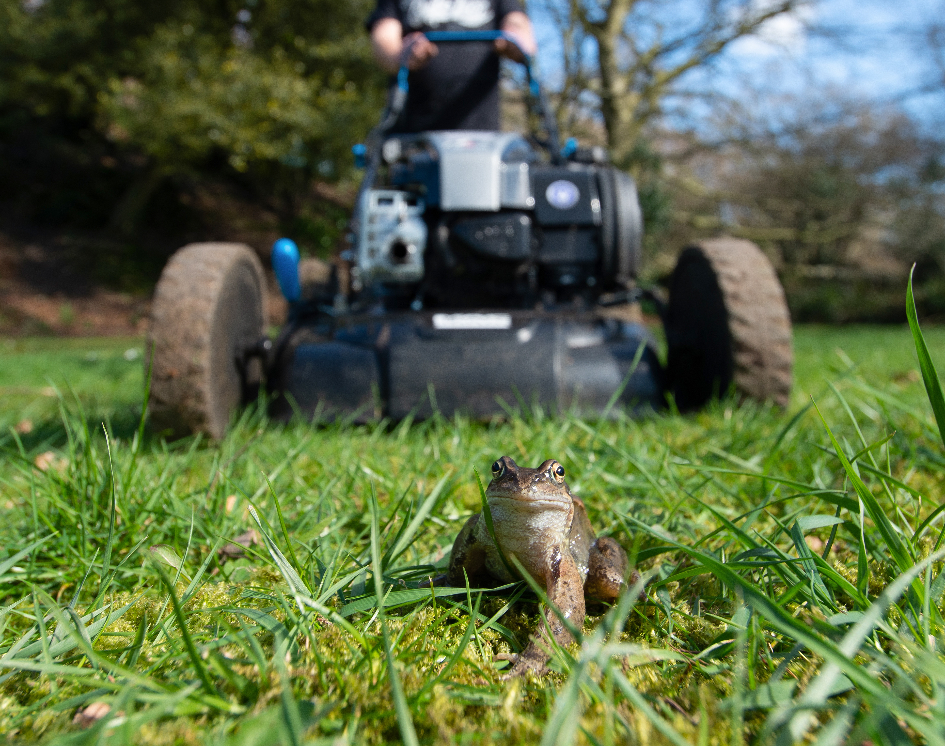 Amphibian mortality project - 2021