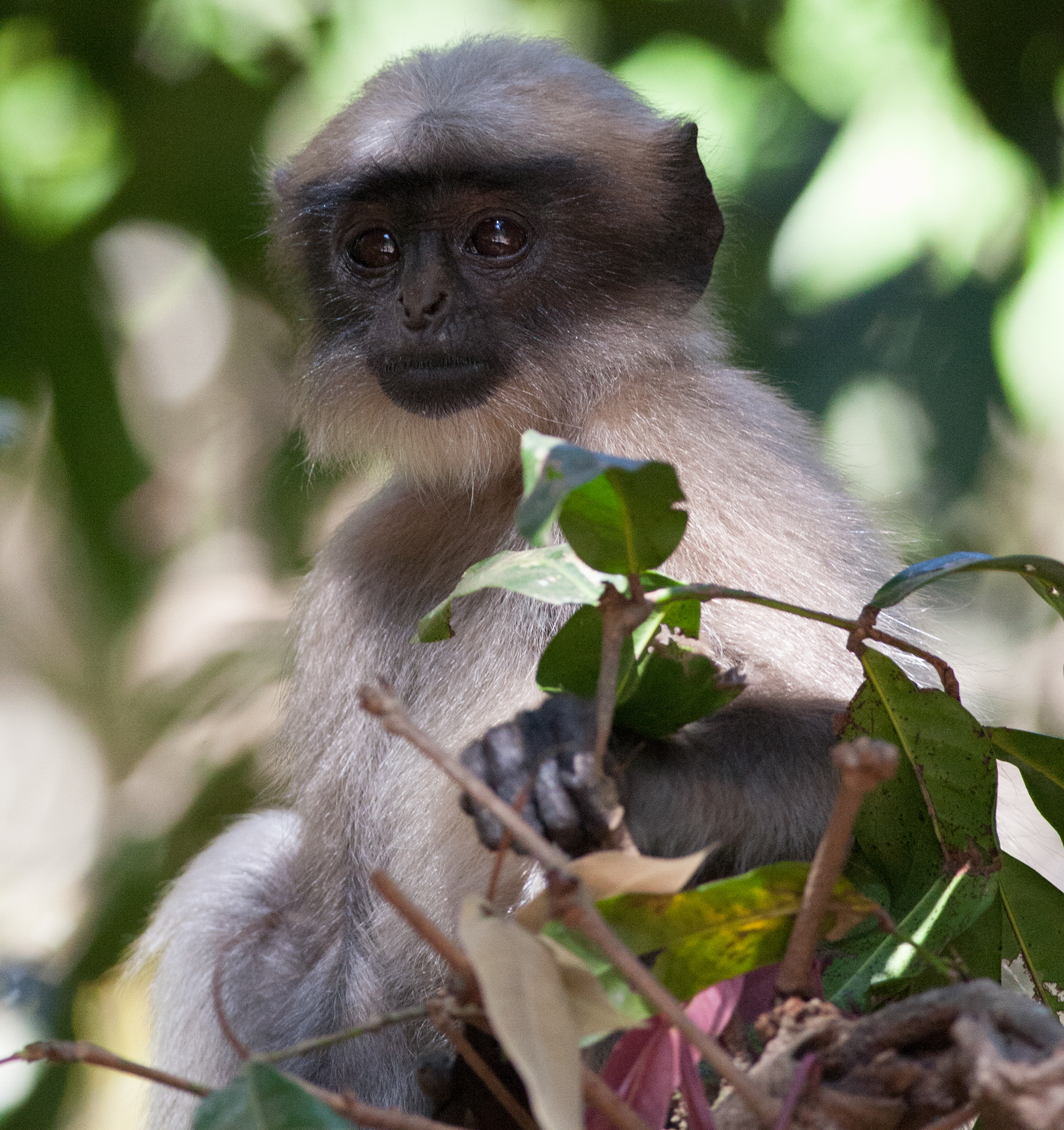 Monkey - Goa - India
