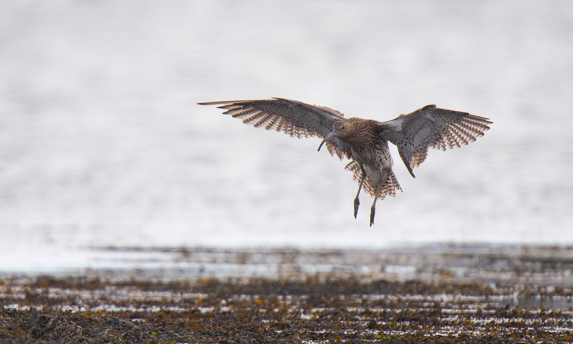 Common Curlew - Falmouth - UK