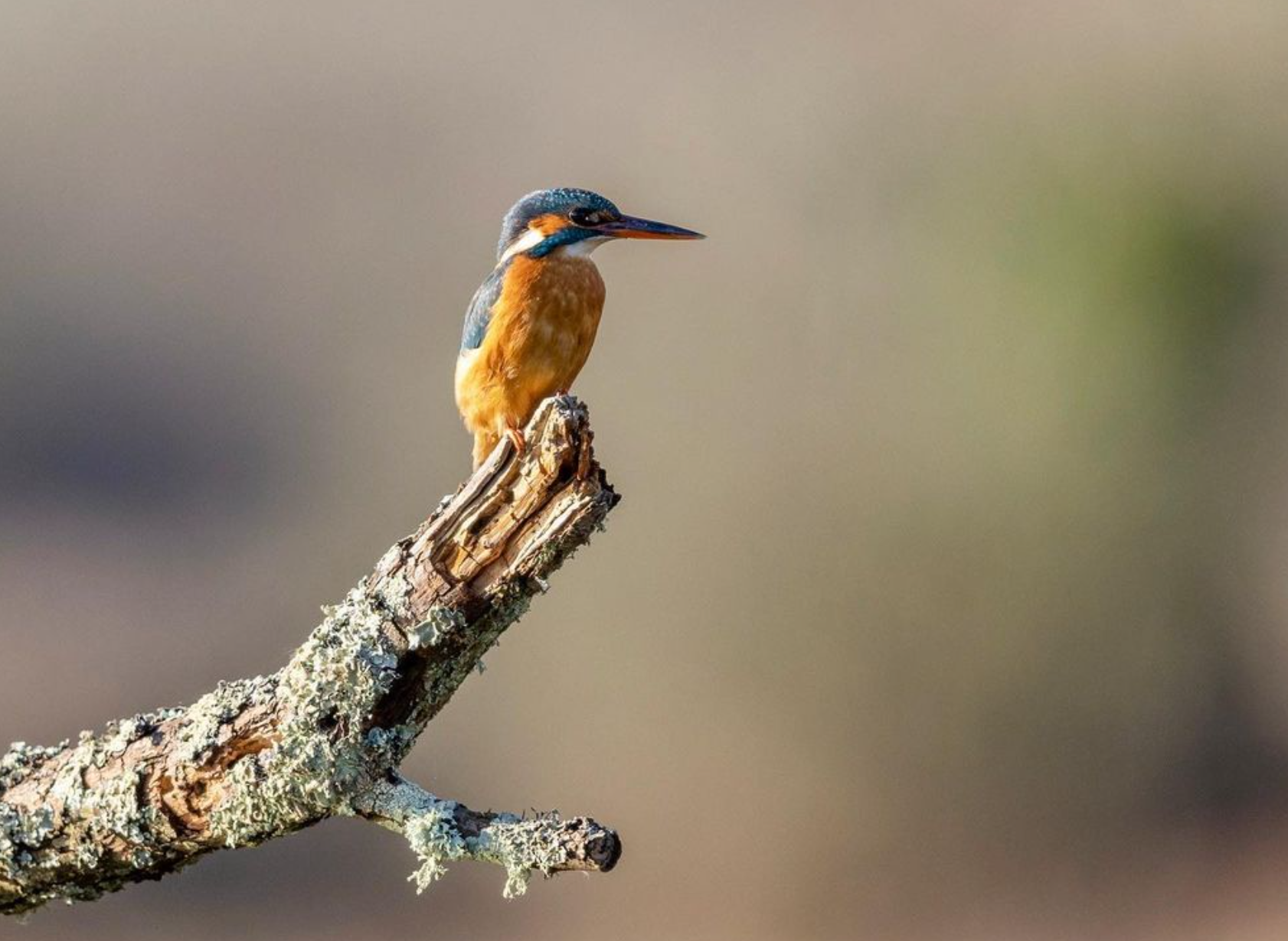 Kingfisher - Cornwall - UK