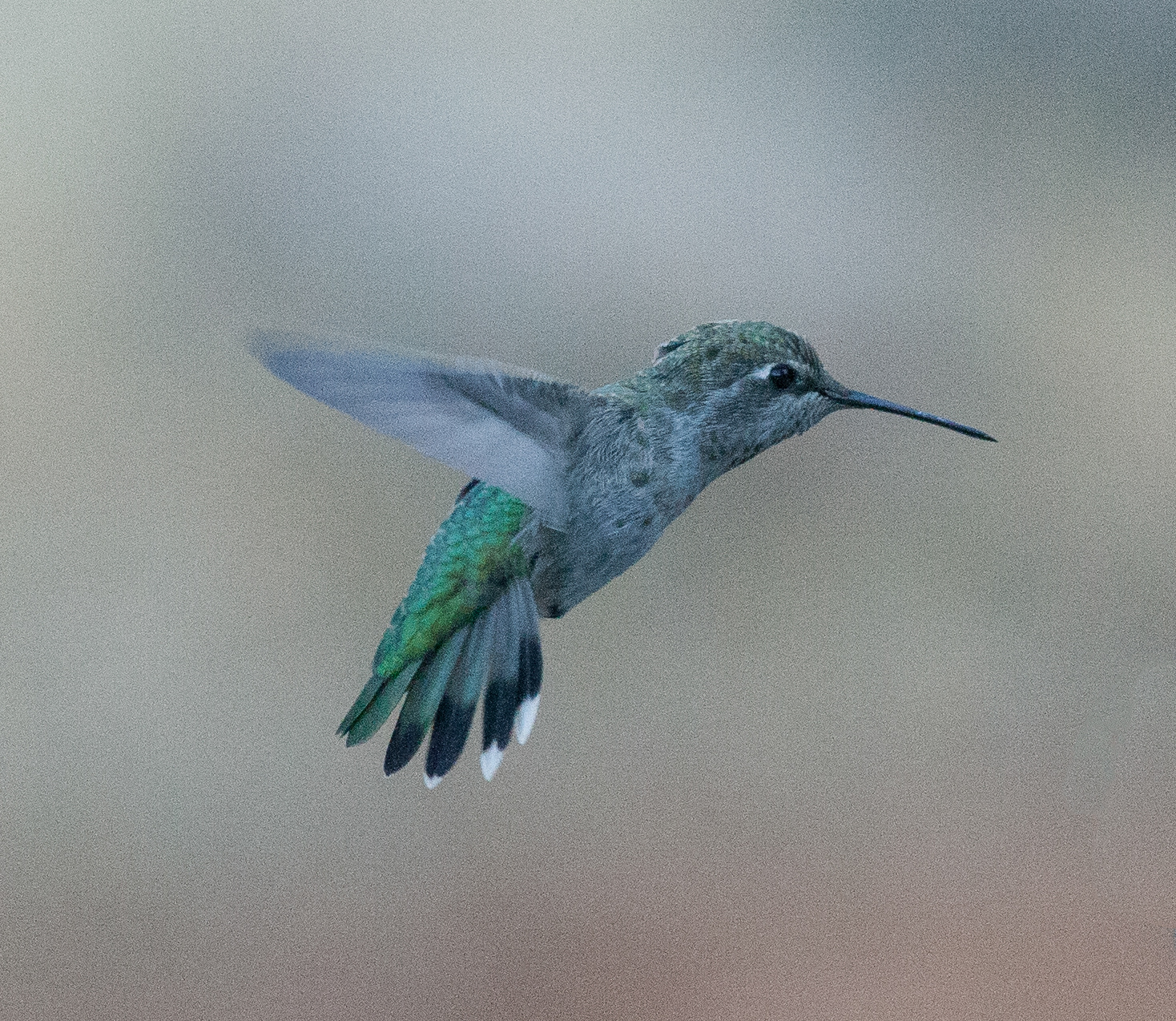 Ruby Throated Hummingbird - California - USA