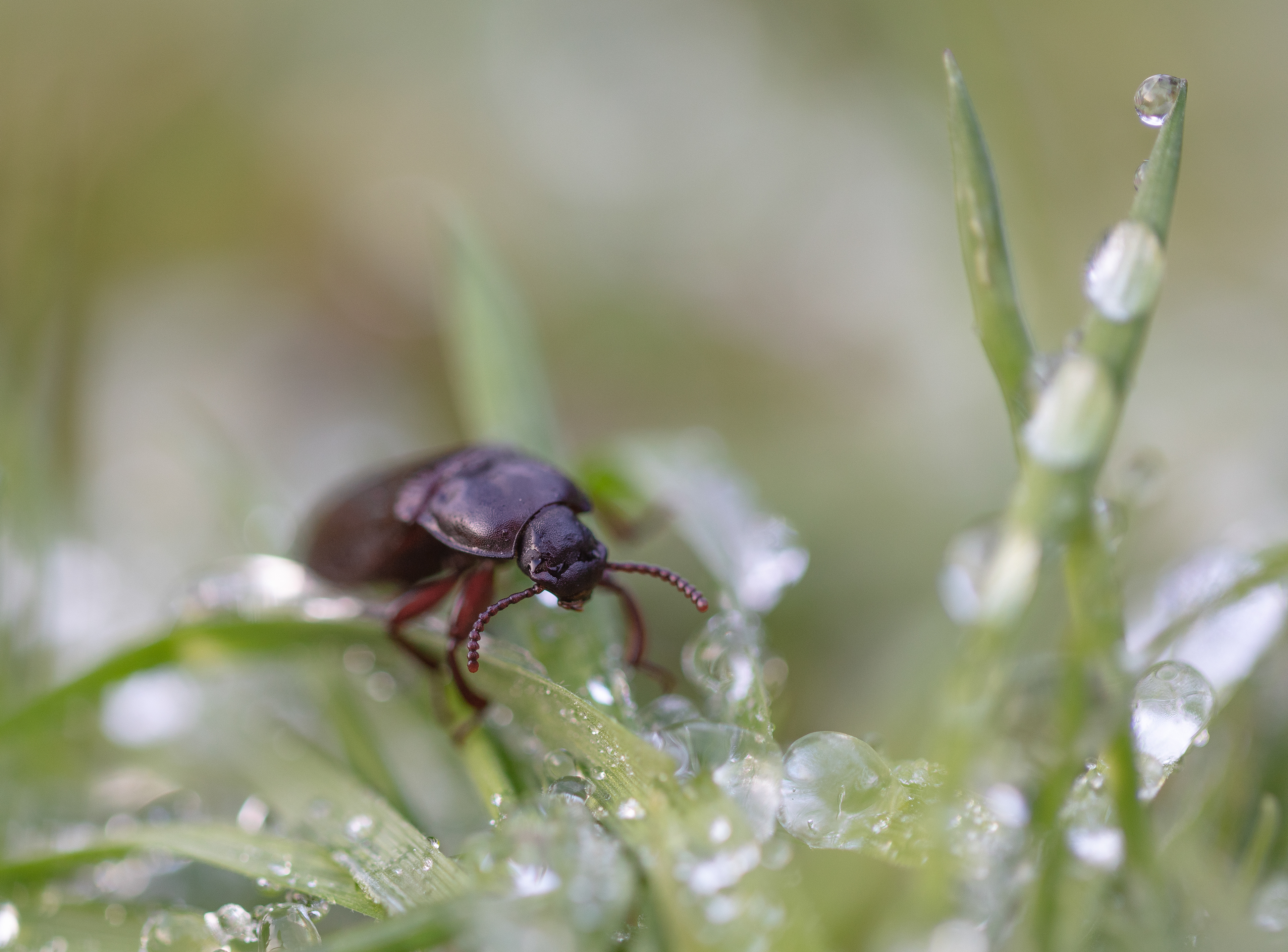 Beatle - High Peak - UK