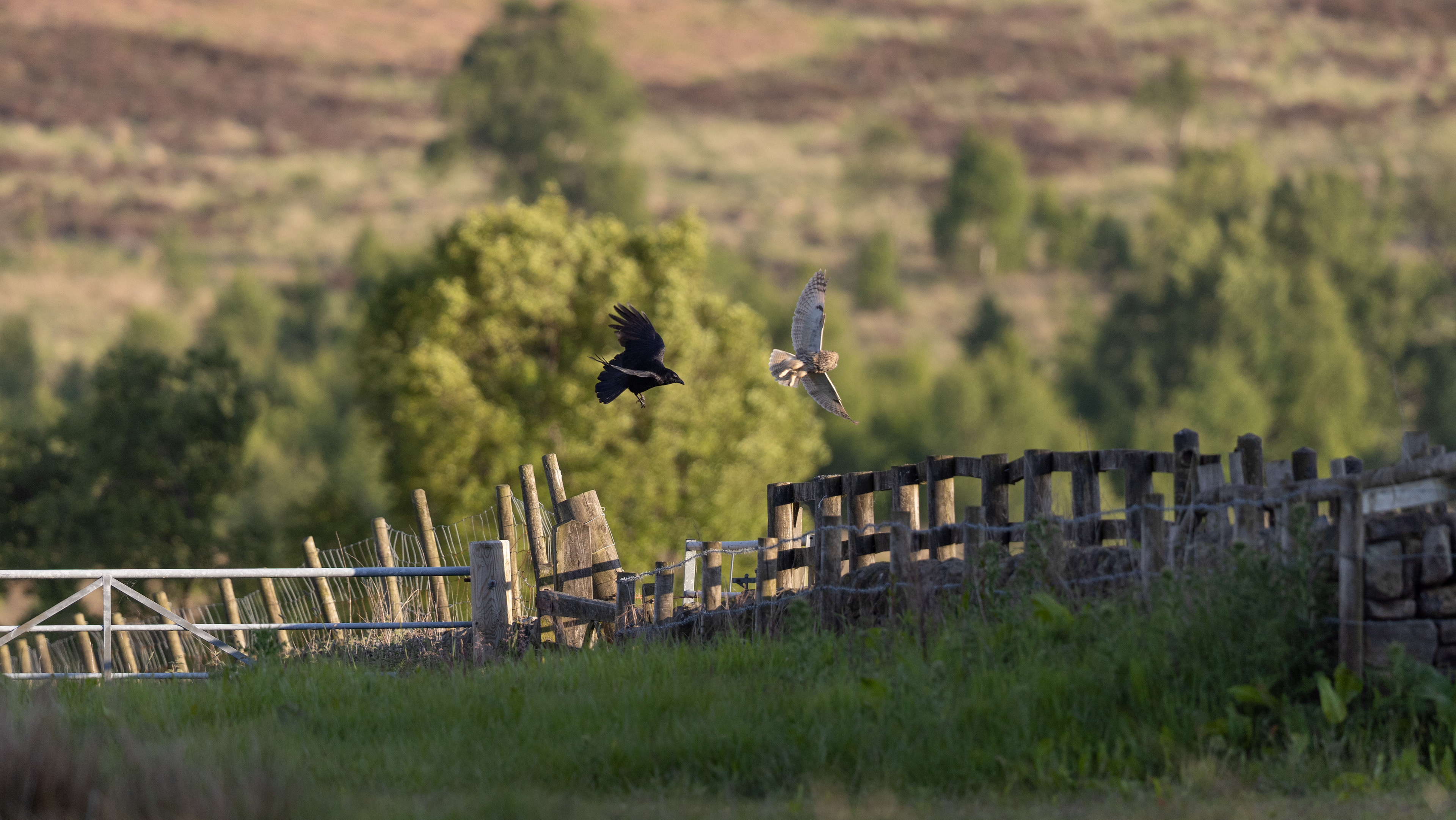 Long-Eared Owl - High Peak- UK