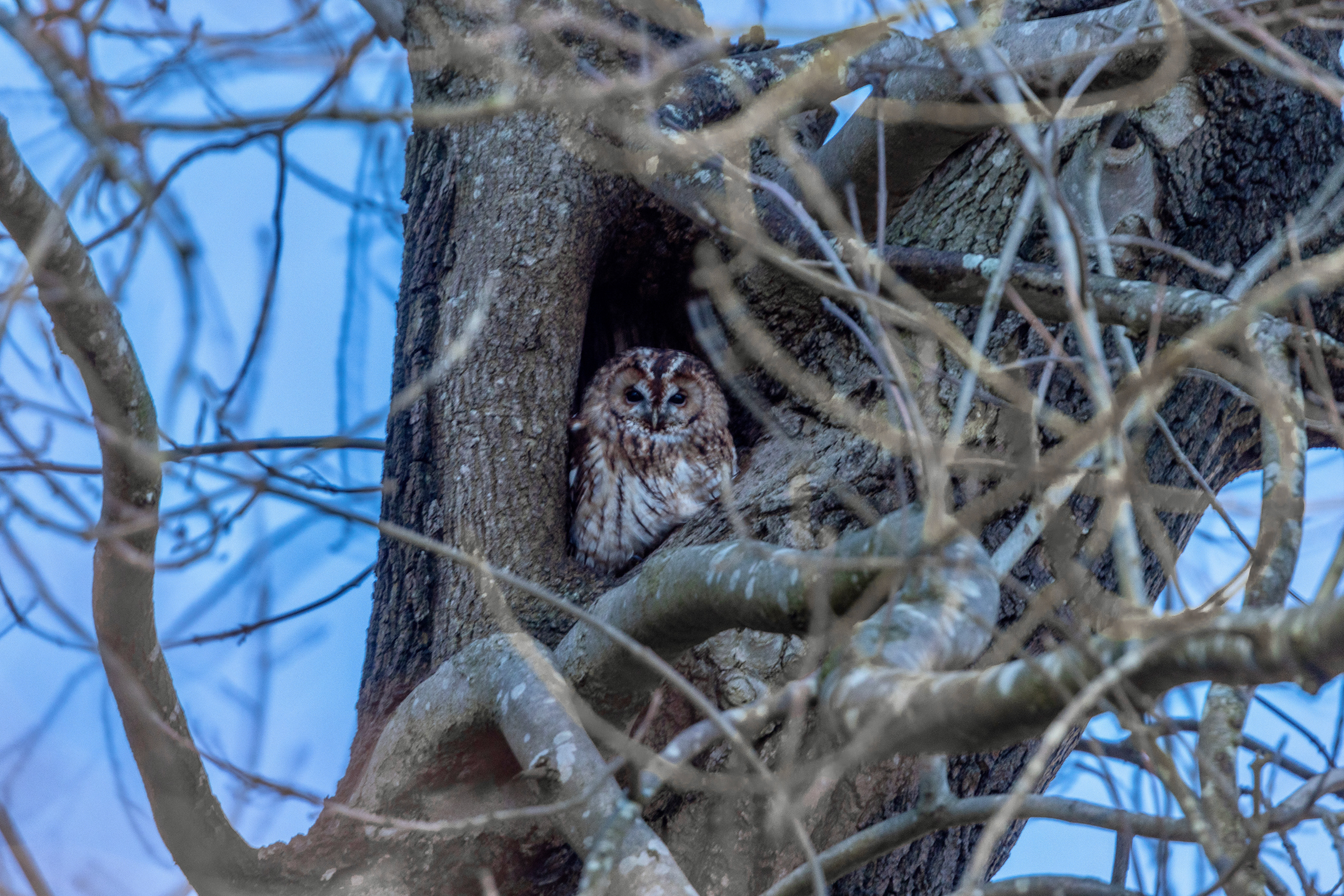 Tawny Owl - High Peak - UK